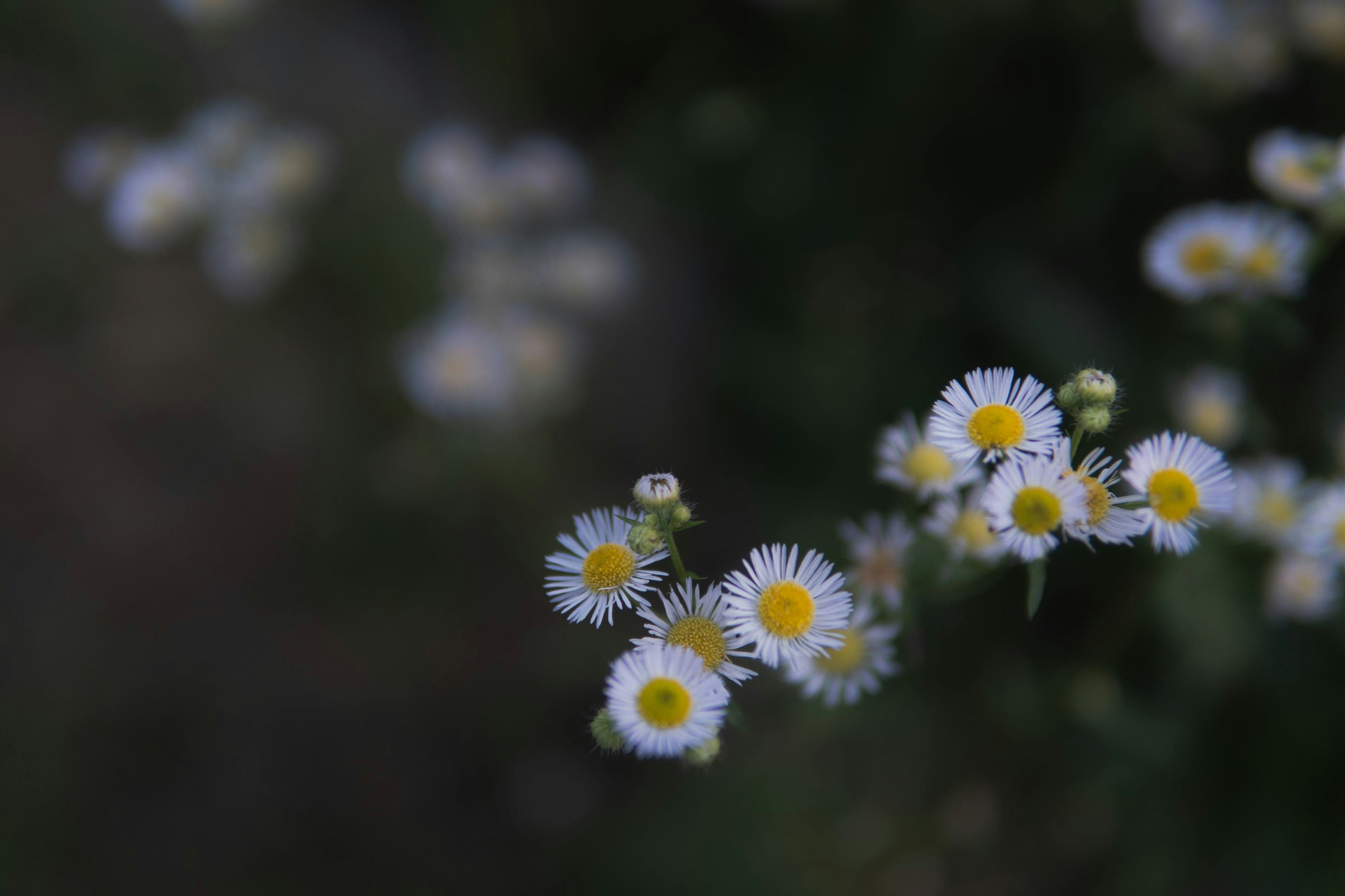 Cluster of small white flowers with yellow centers in a natural setting