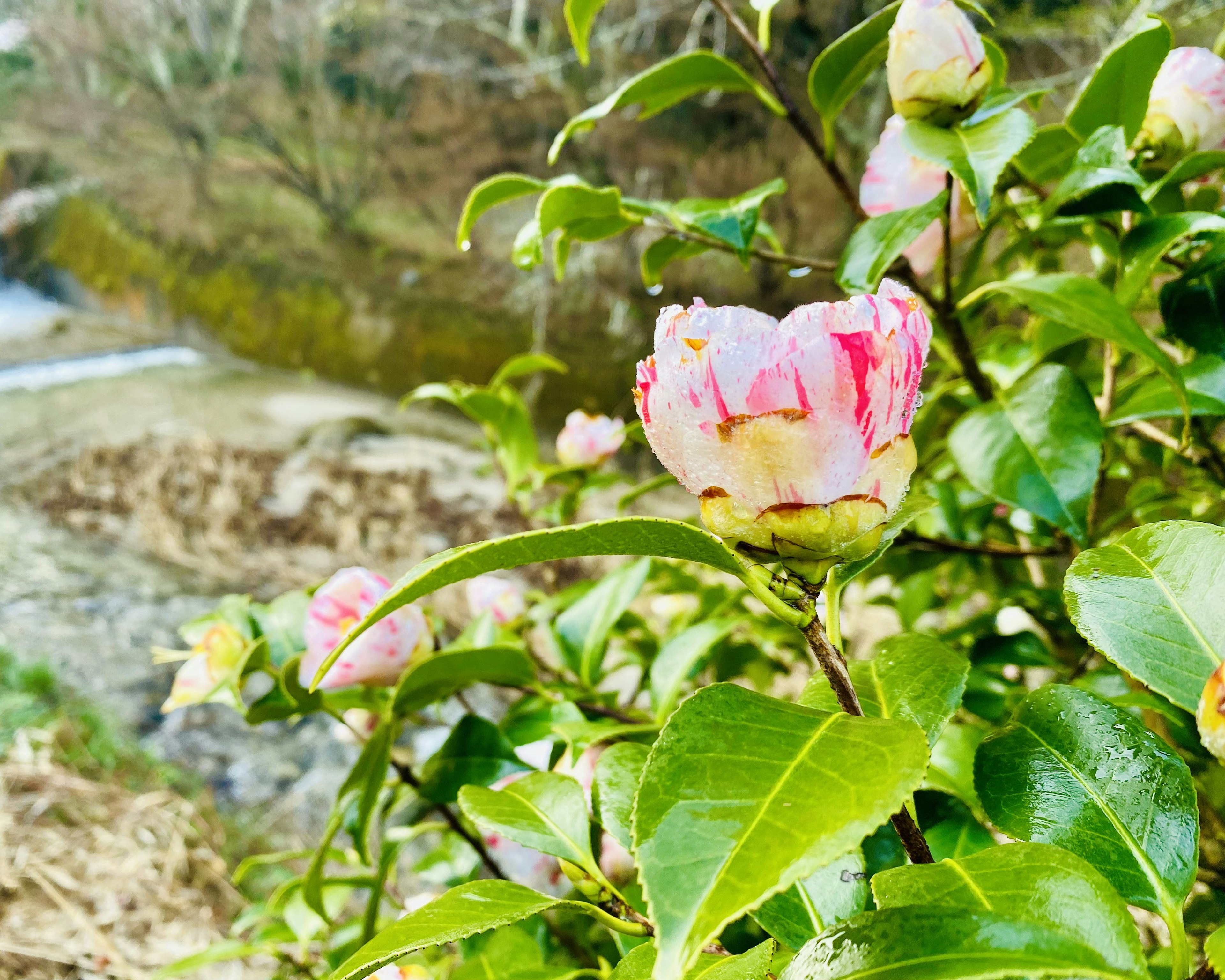 Kamelienzweig mit rosa und weißen Blumen in der Nähe eines Flusses