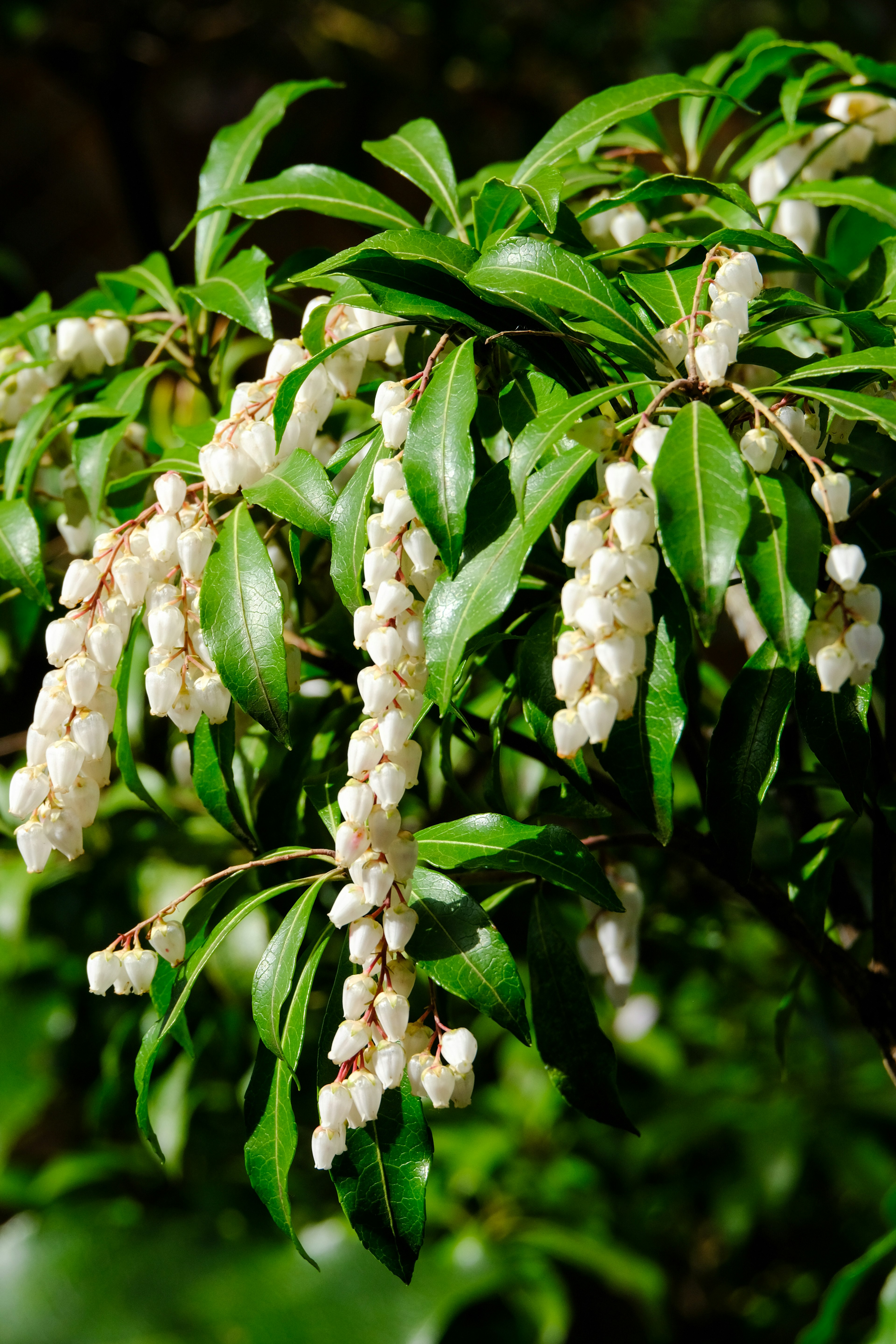 Primer plano de una planta con flores blancas colgando en racimos entre hojas verdes