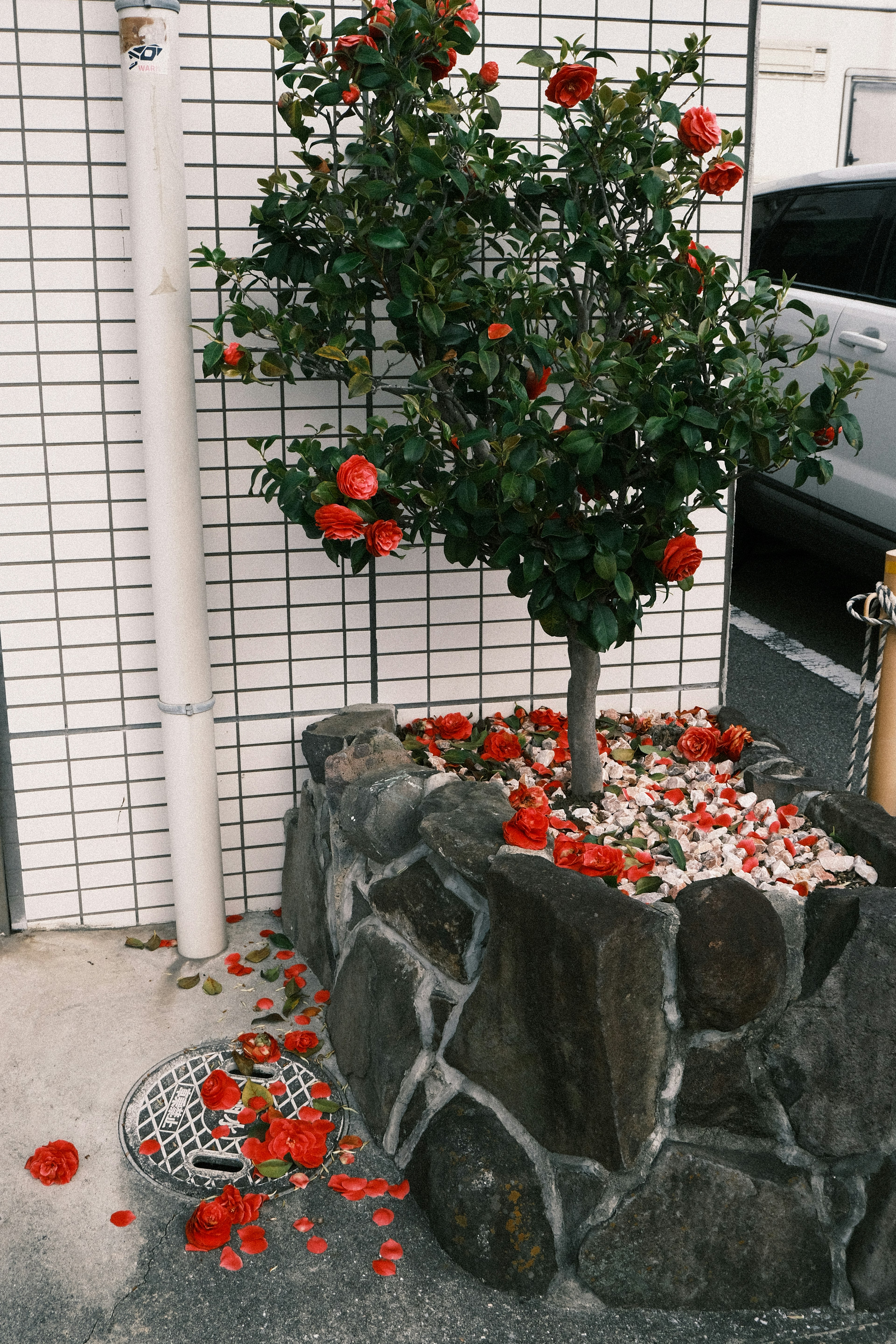 Pequeño árbol con flores rojas rodeado de un cercado de piedra y pétalos esparcidos