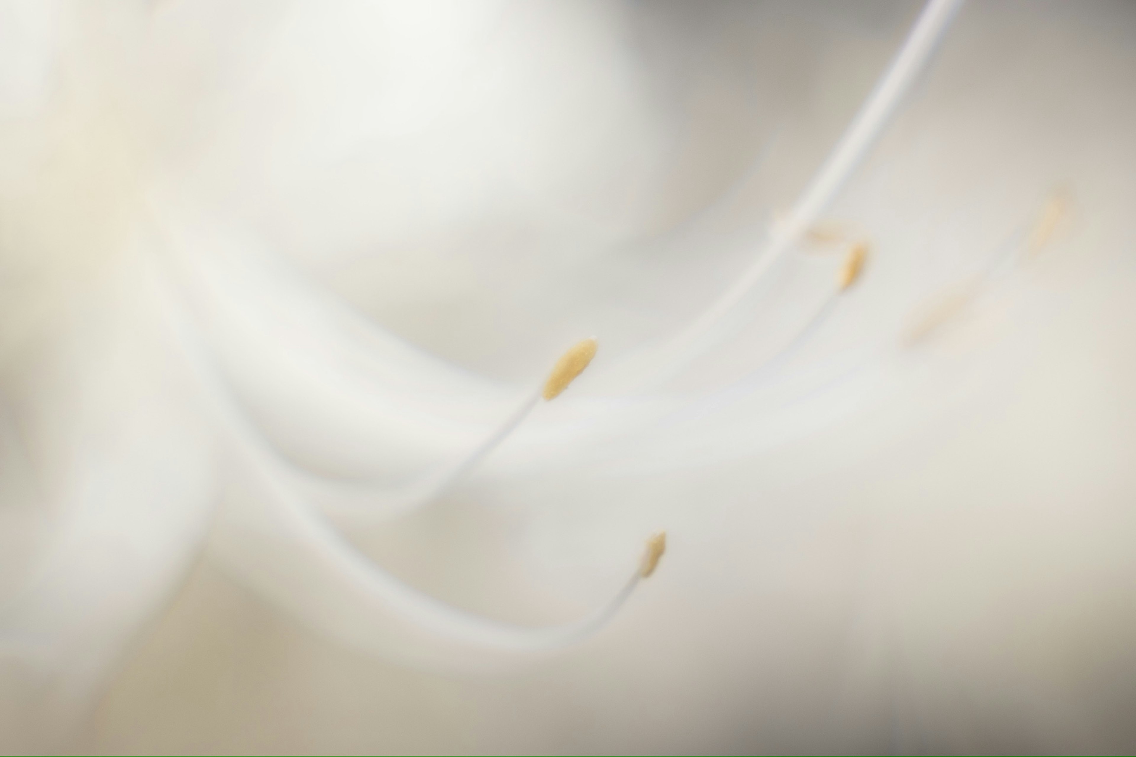 Soft white and cream background featuring flower stamens