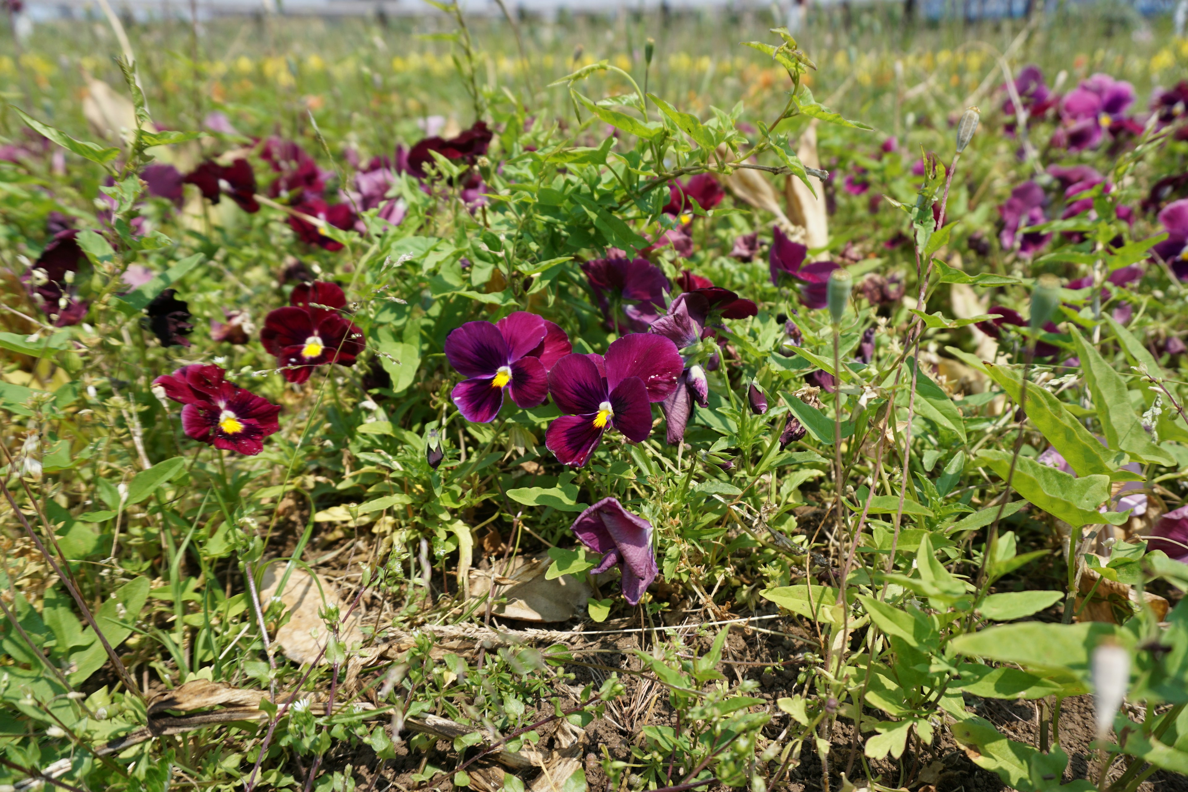 Ladang bunga pansy ungu yang cerah dikelilingi oleh rumput hijau subur