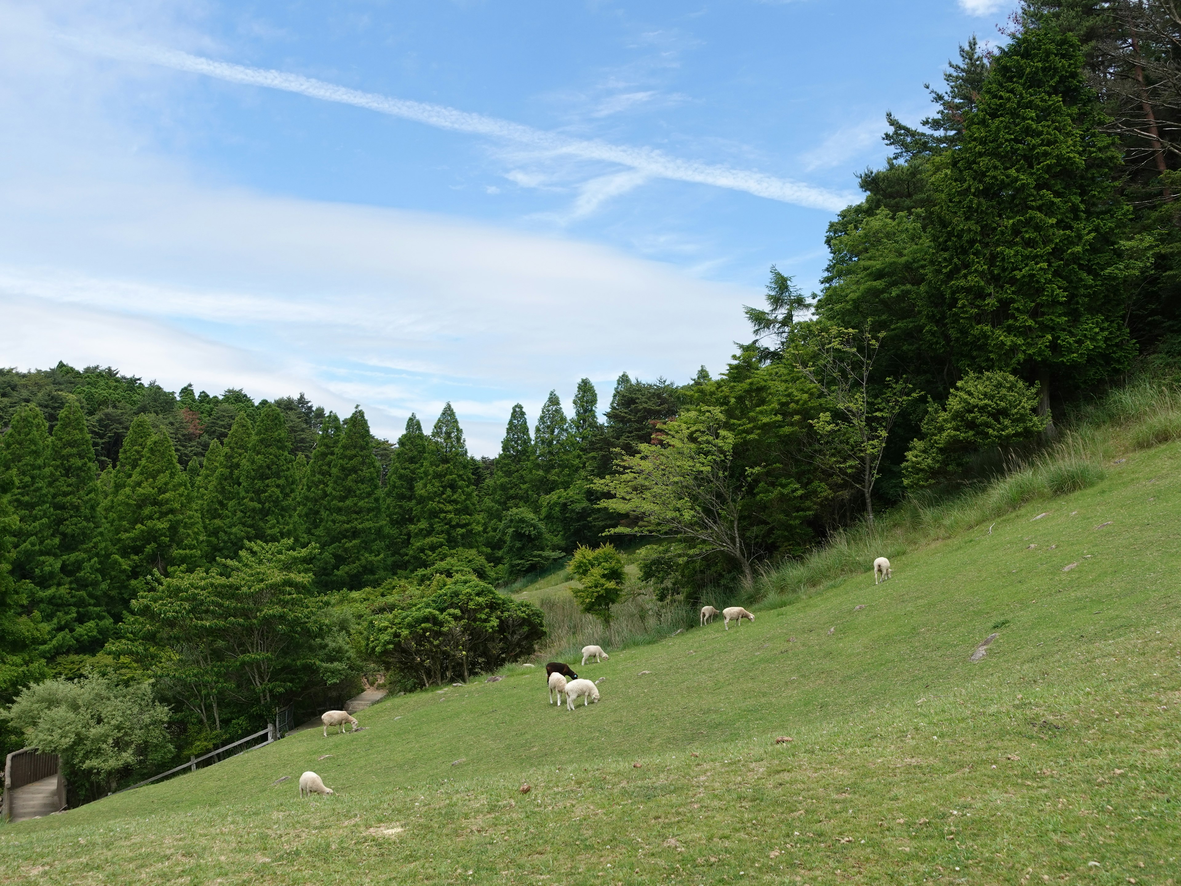 A scenic view of sheep grazing on a lush green hillside under a blue sky with white clouds