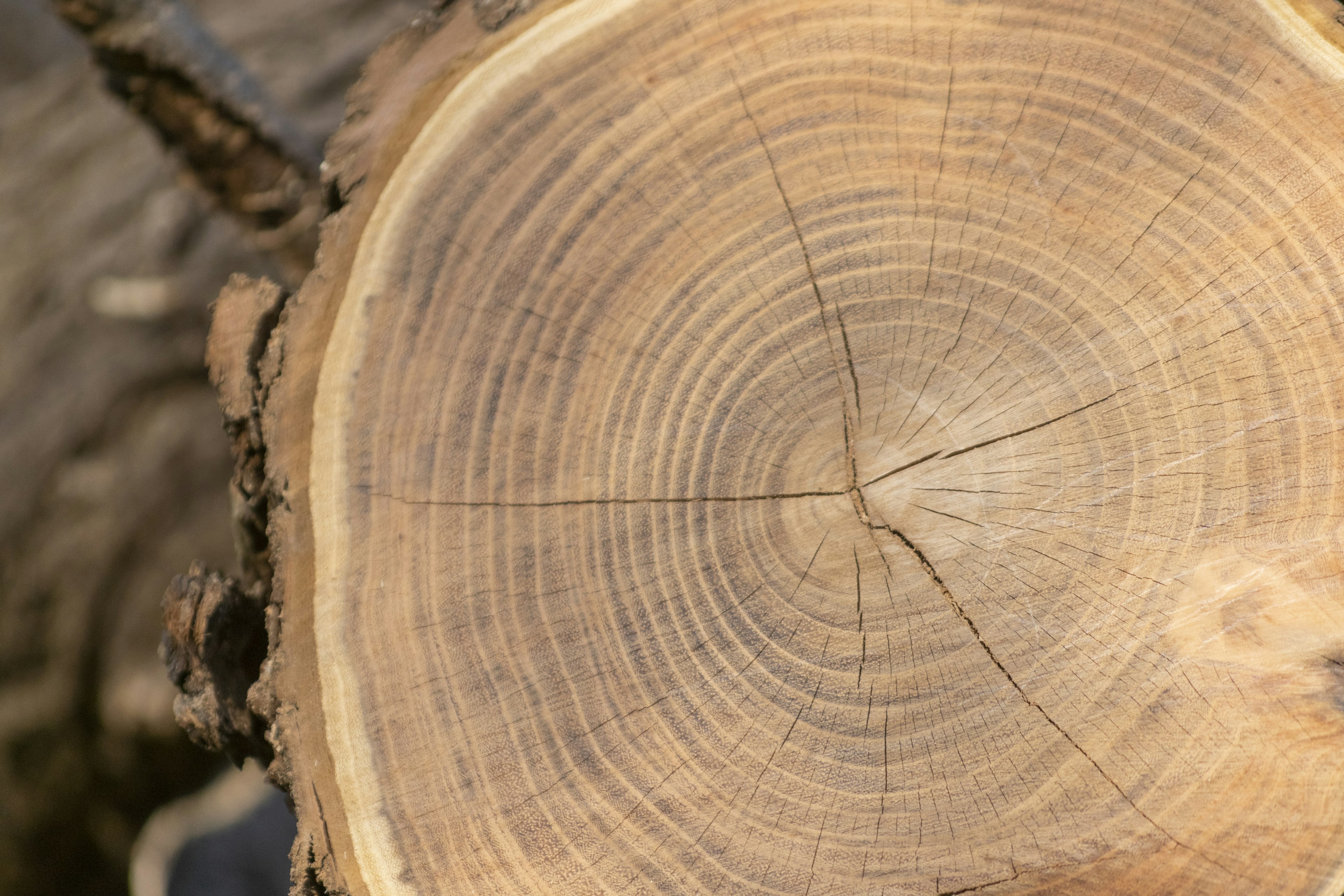 Sección transversal de un tronco de árbol que muestra anillos de crecimiento distintos