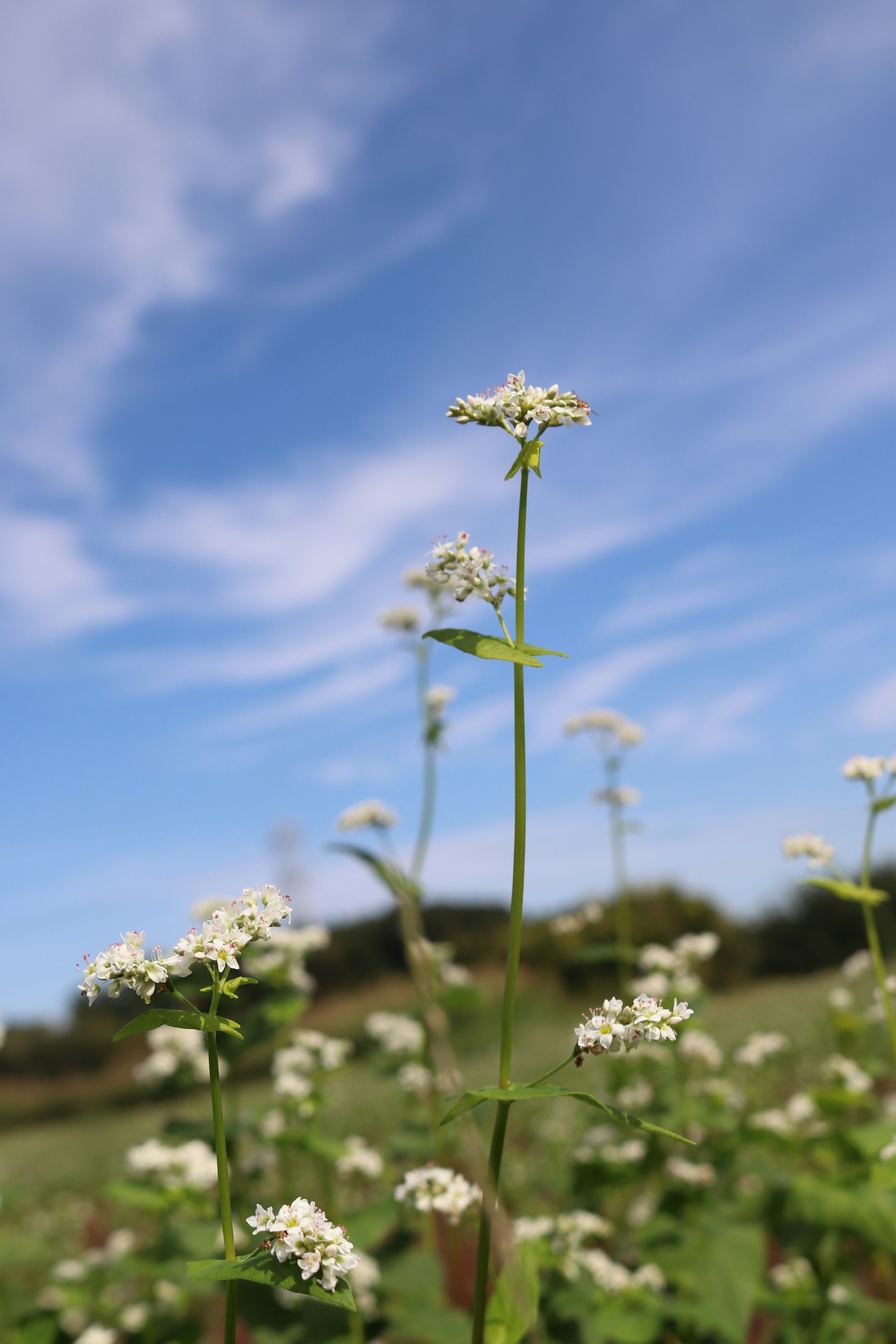 Büschel von weißen Blumen unter einem blauen Himmel mit einer malerischen Kulisse