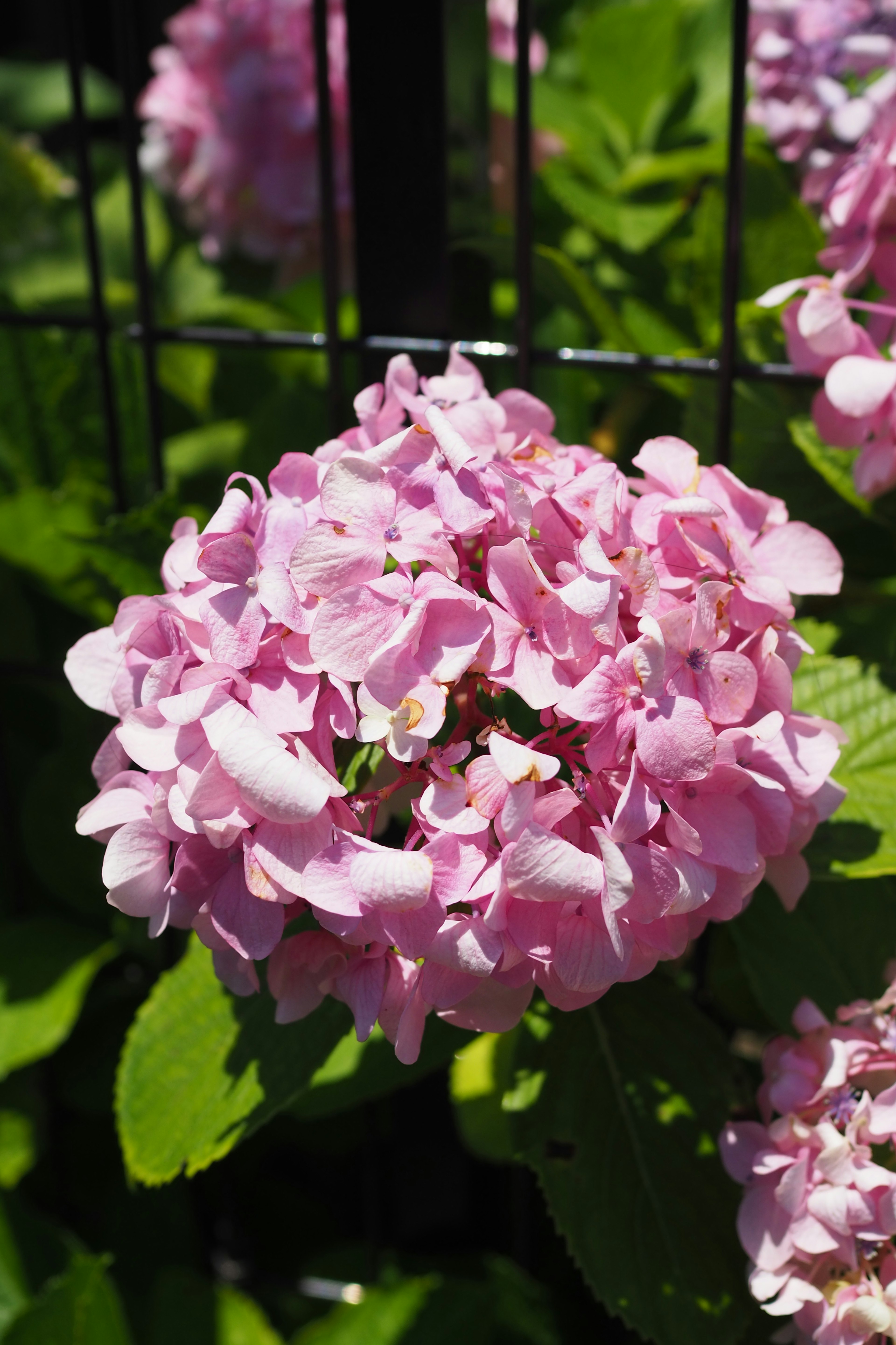 Beautiful pink hydrangea flower blooming among green leaves