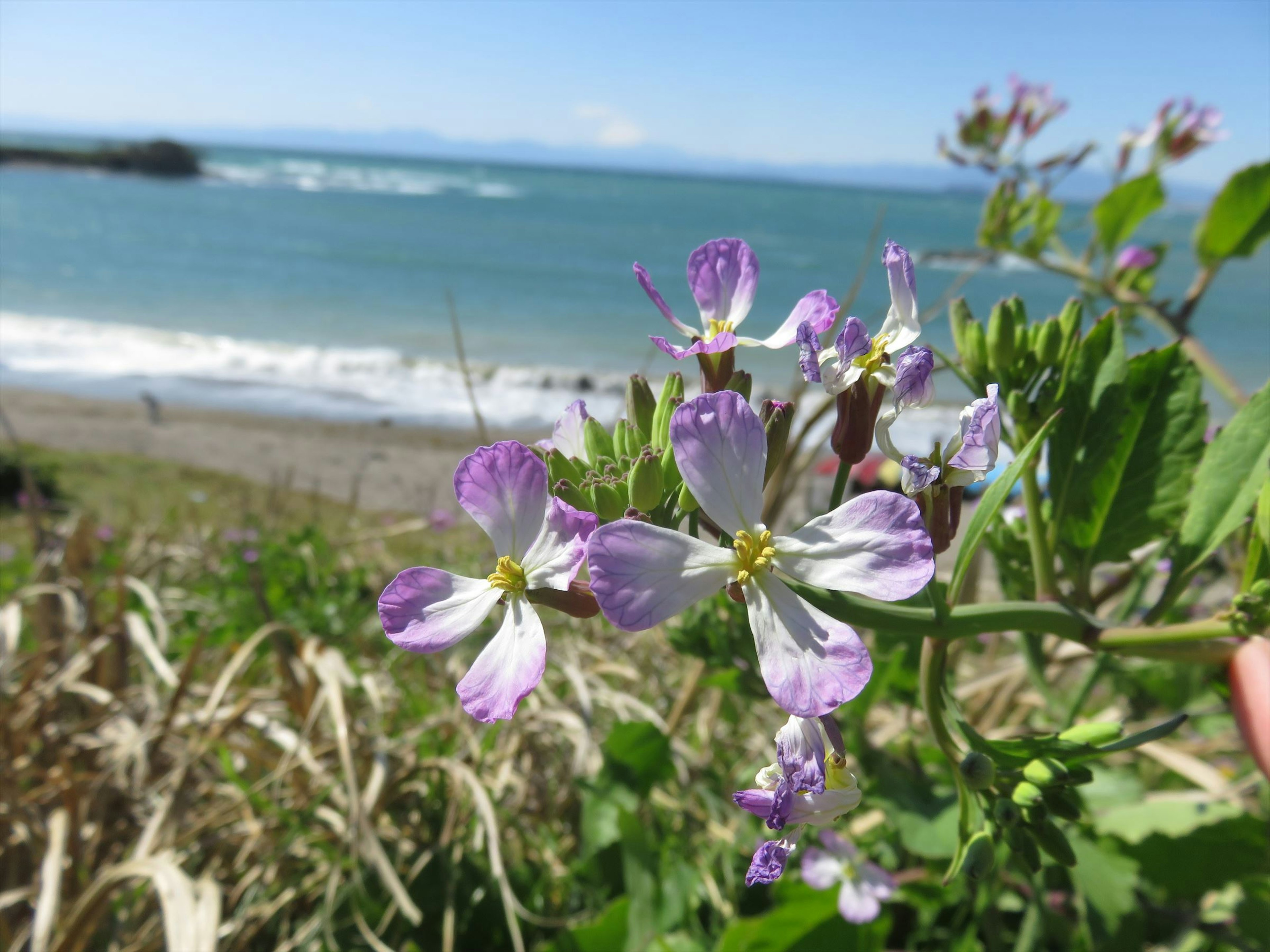 Flores moradas cerca de la costa con vista al mar azul