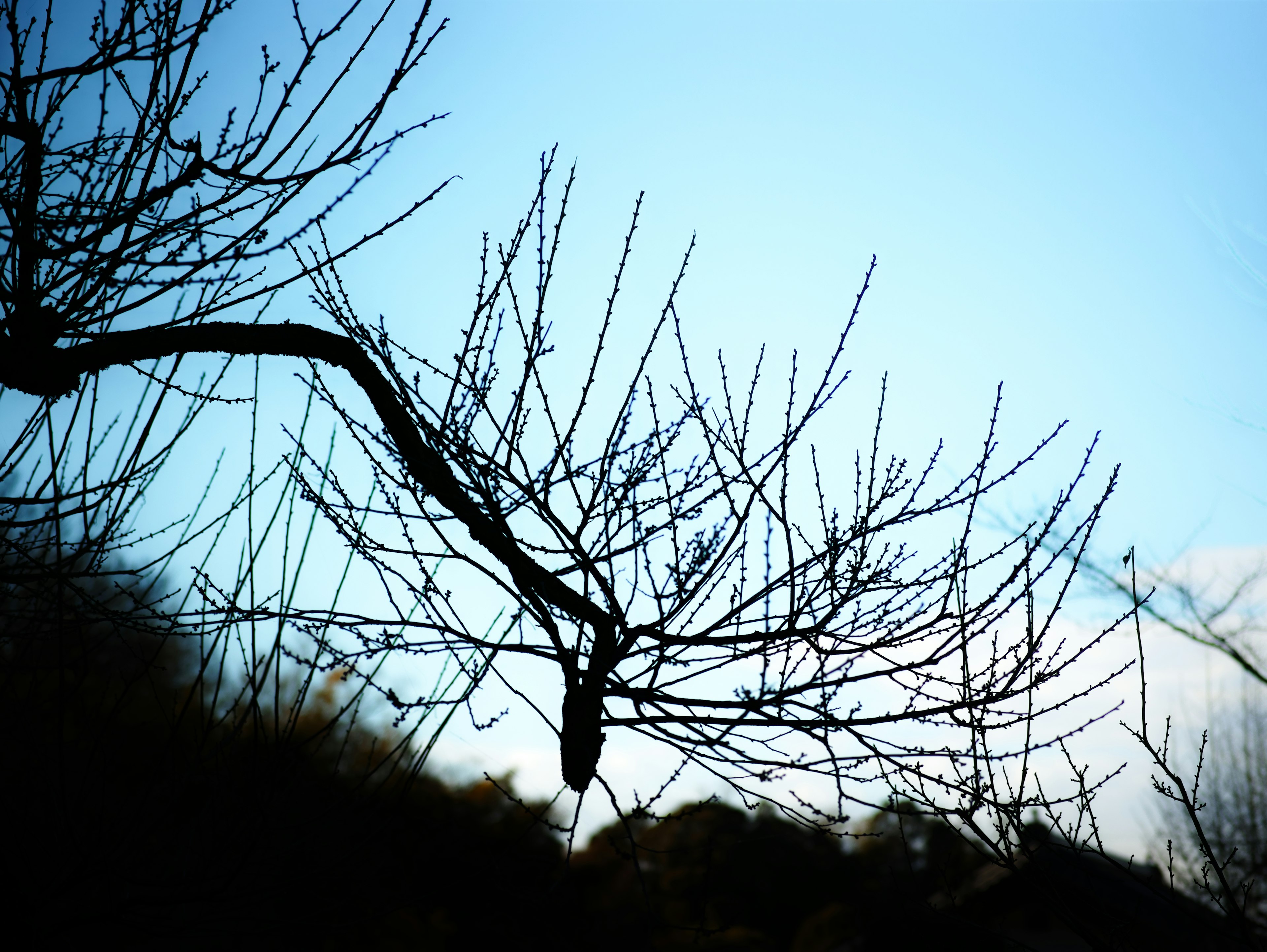 Silhouette di un ramo d'albero spoglio contro un cielo blu