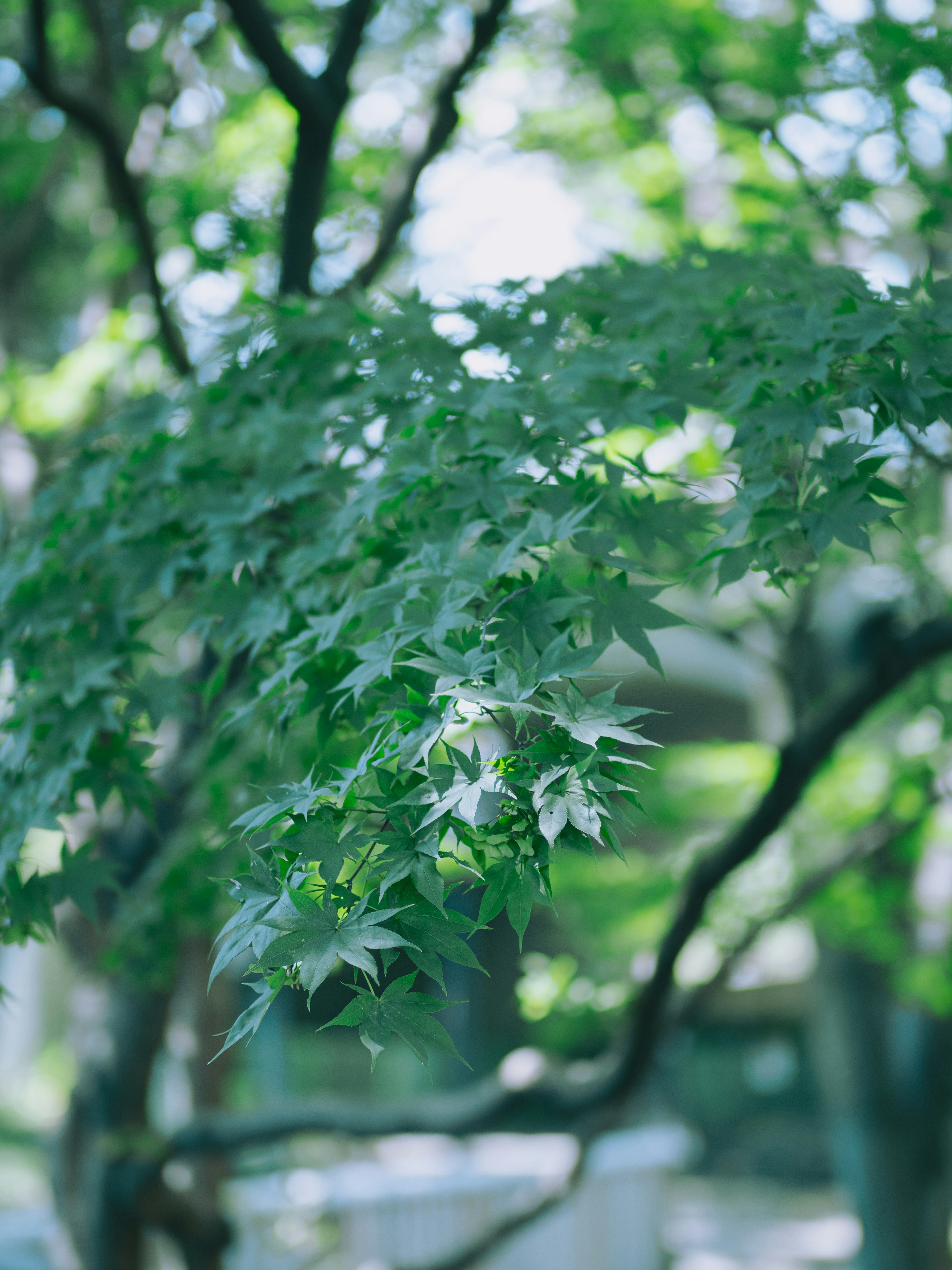 Close-up of a tree branch with green leaves