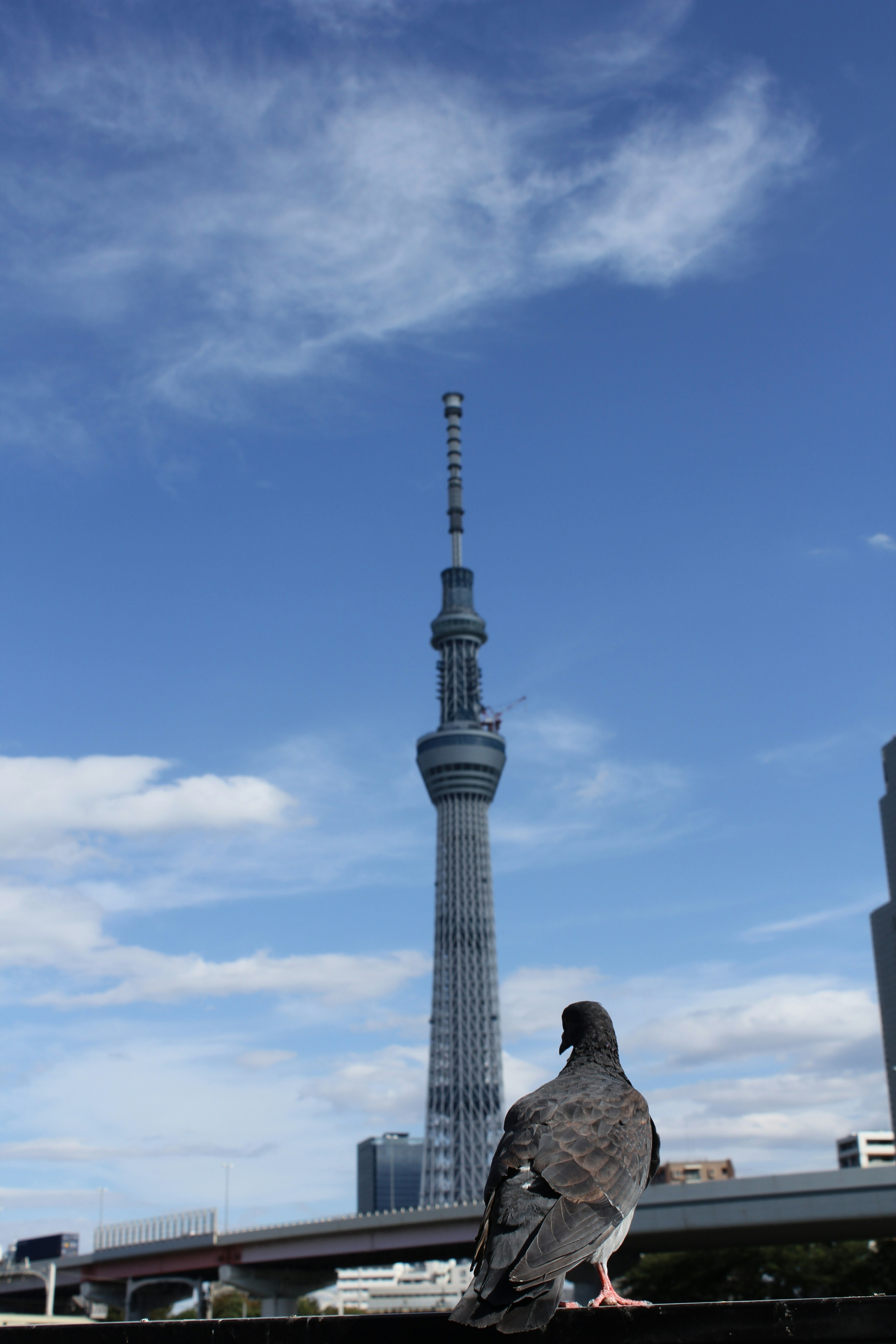 Pigeon in foreground with Tokyo Skytree in the background under blue sky