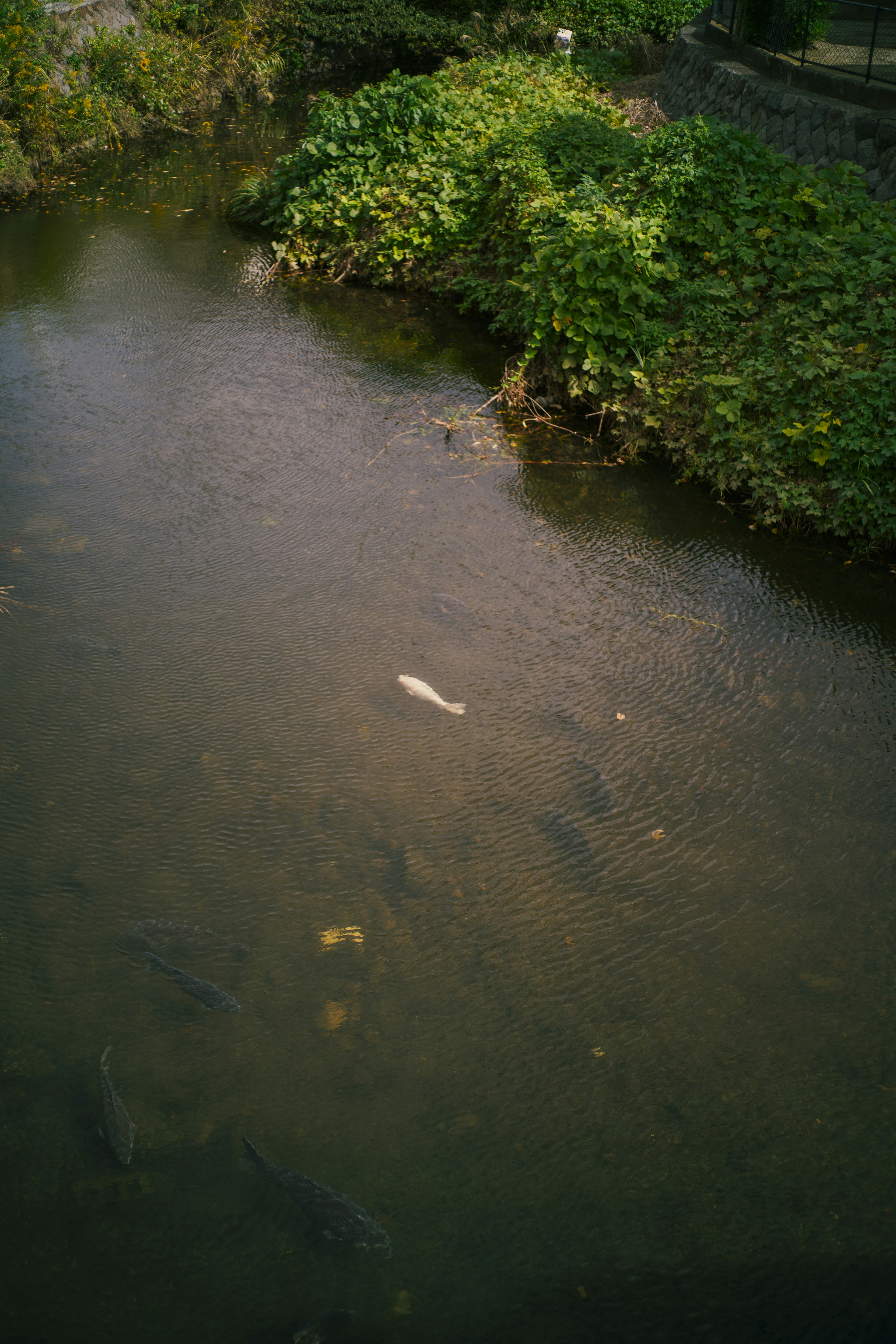 A stream with a white fish floating on the surface and green plants along the banks