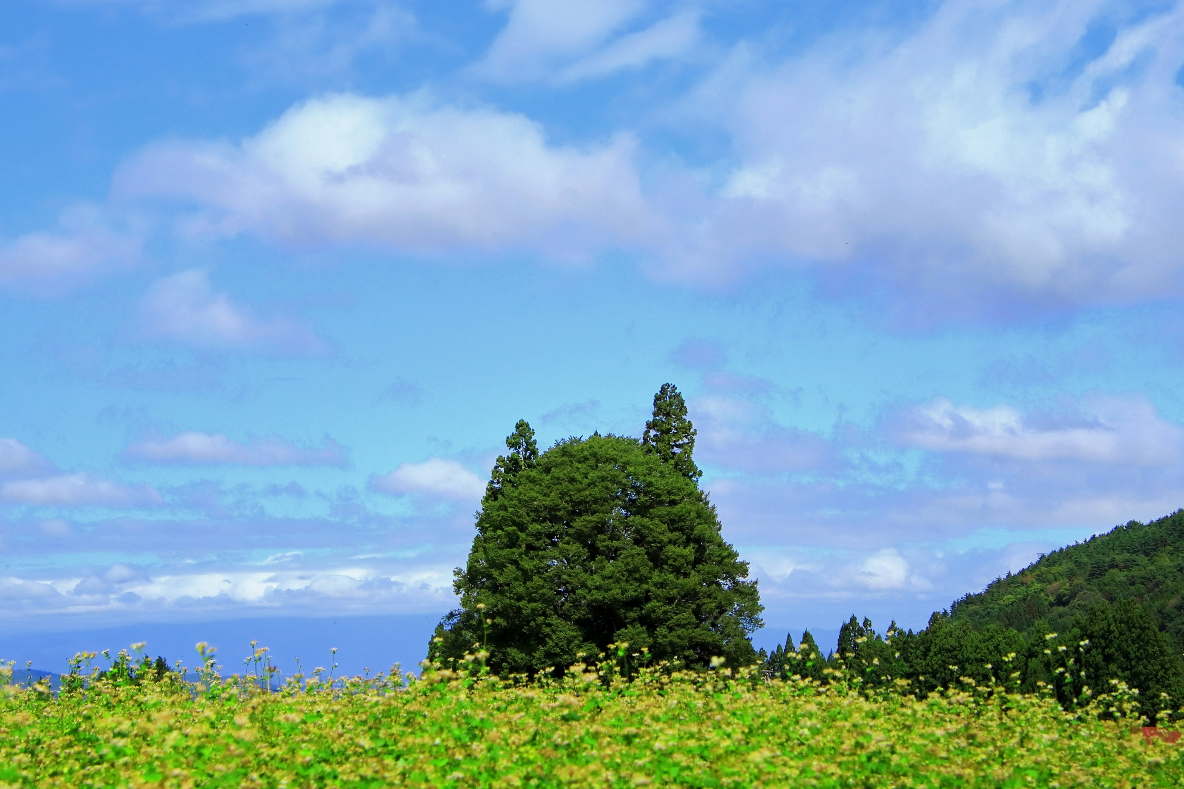 Un paysage avec un arbre vert sous un ciel bleu et un champ de fleurs jaunes