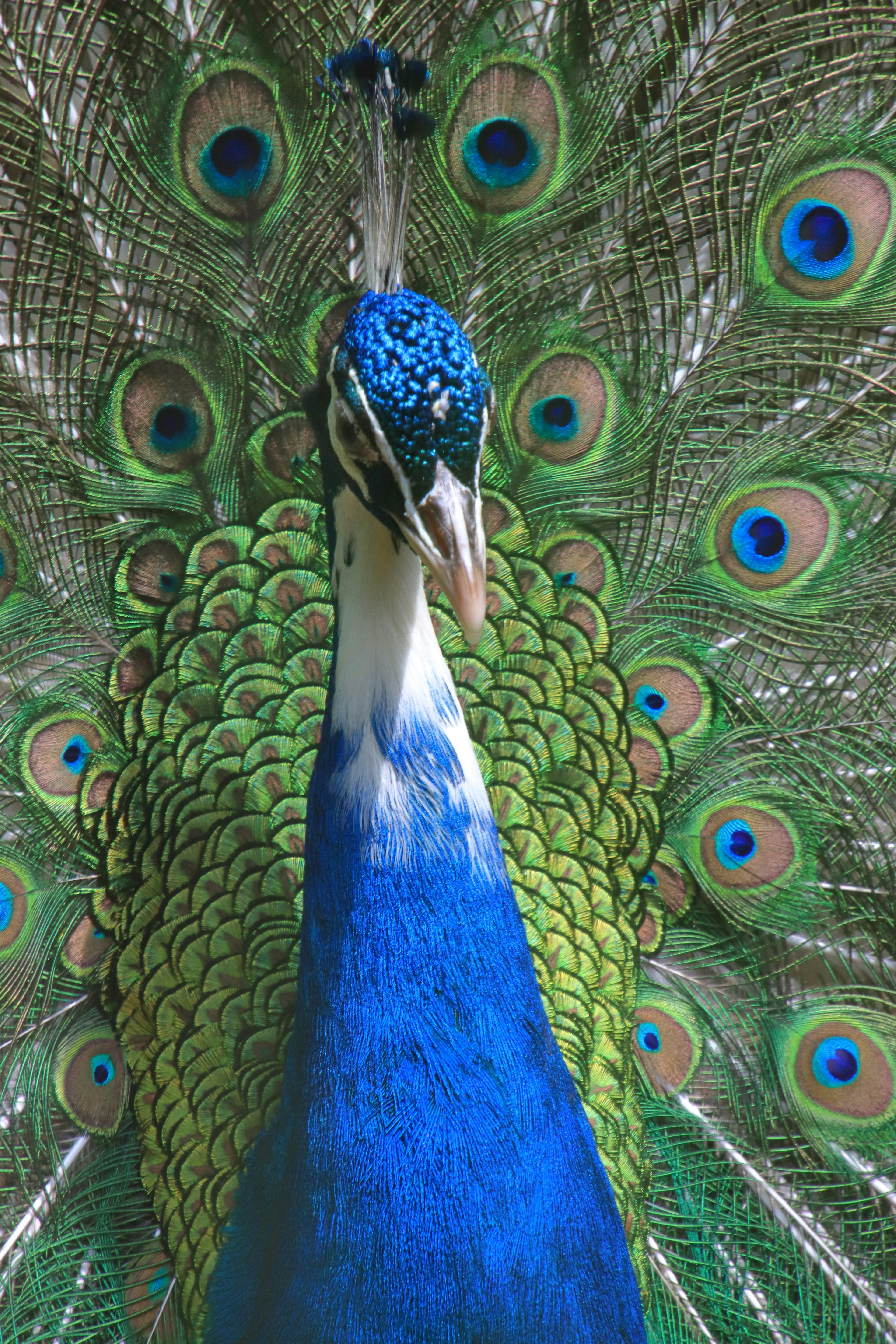 Ein schöner Pfau, der seine lebendigen blauen und grünen Federn zeigt