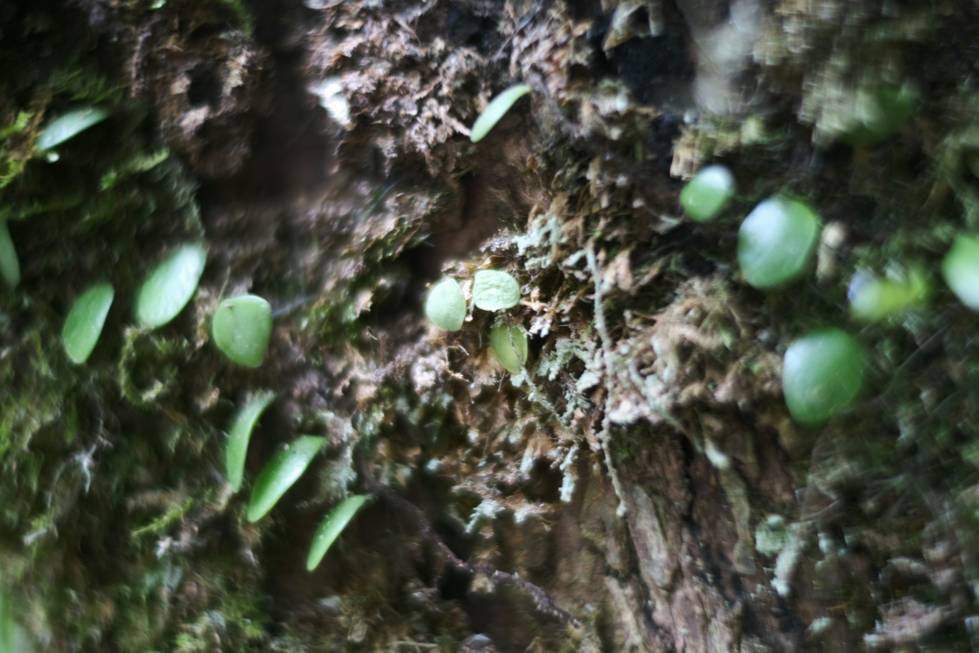 Small green plants and moss growing on a tree trunk