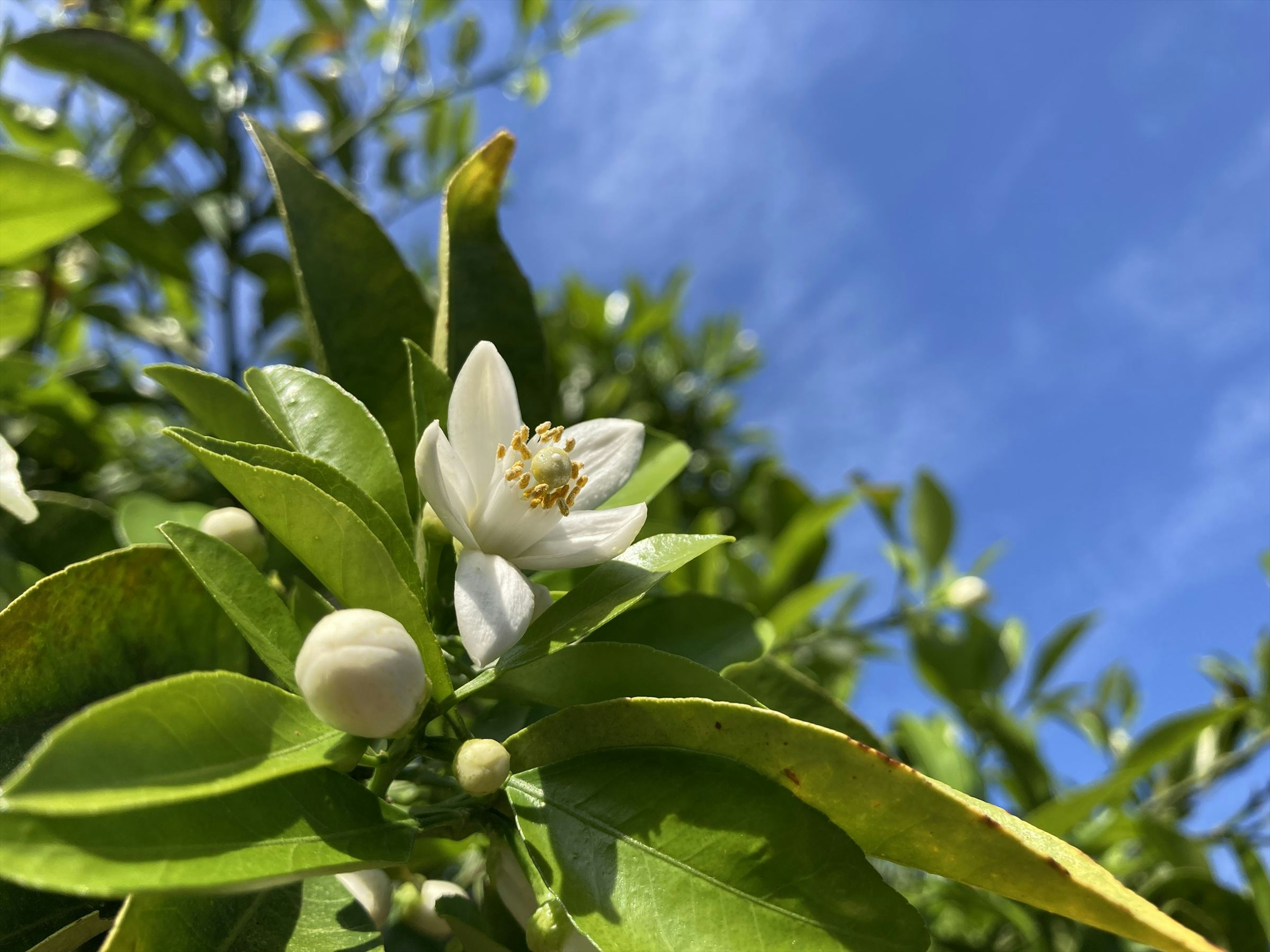 Flor de naranja y hojas verdes bajo un cielo azul