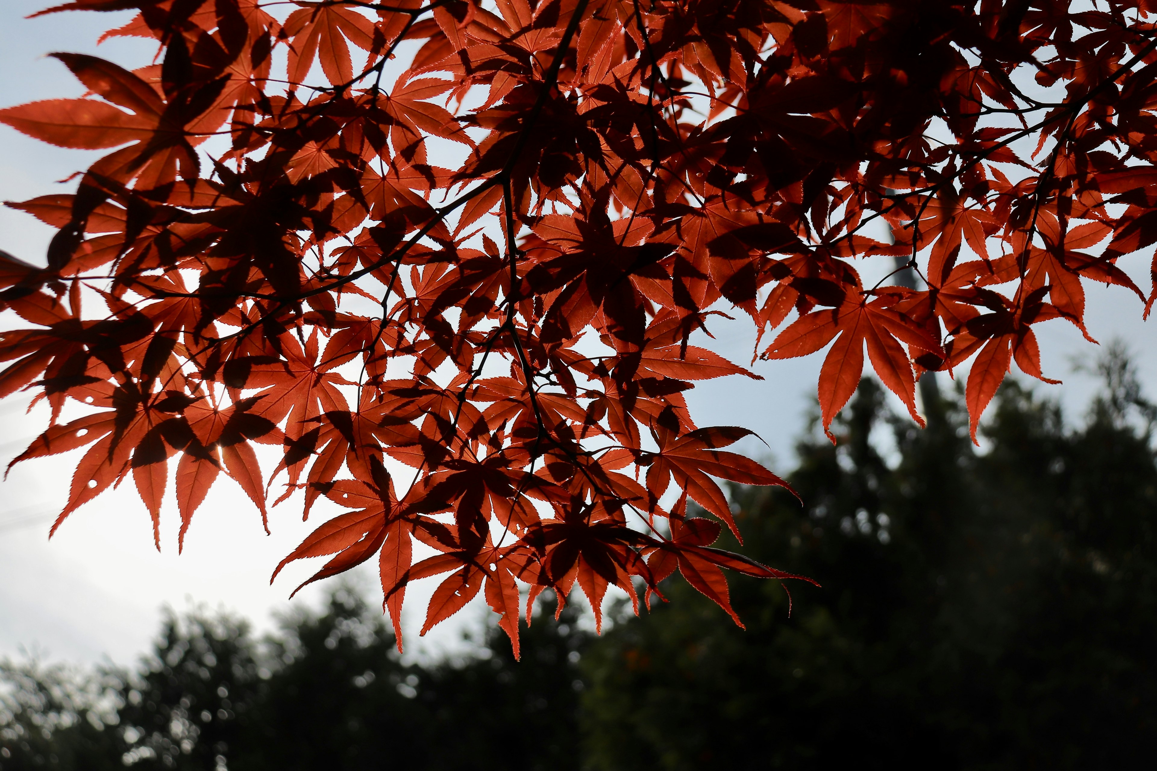 Foto cabang pohon dengan daun merah cerah