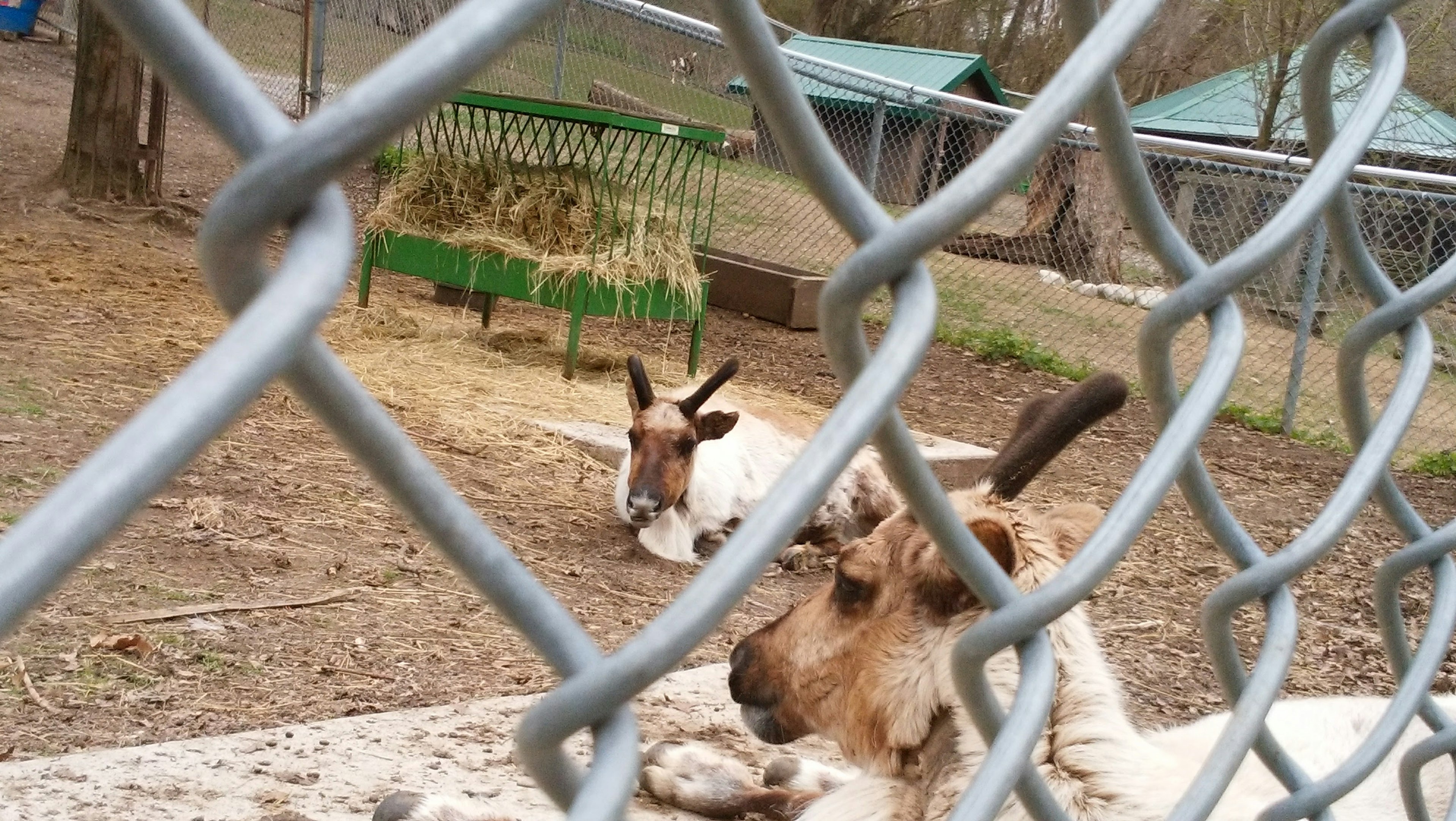 Two goats resting behind a fence with a green hay feeder in the background