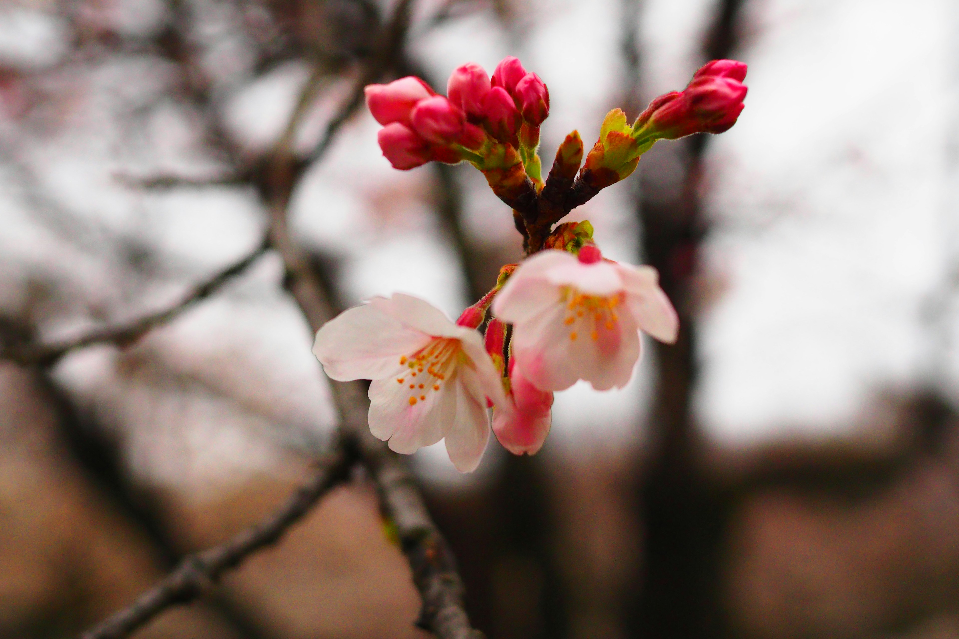 Primer plano de flores y brotes de cerezo en una rama