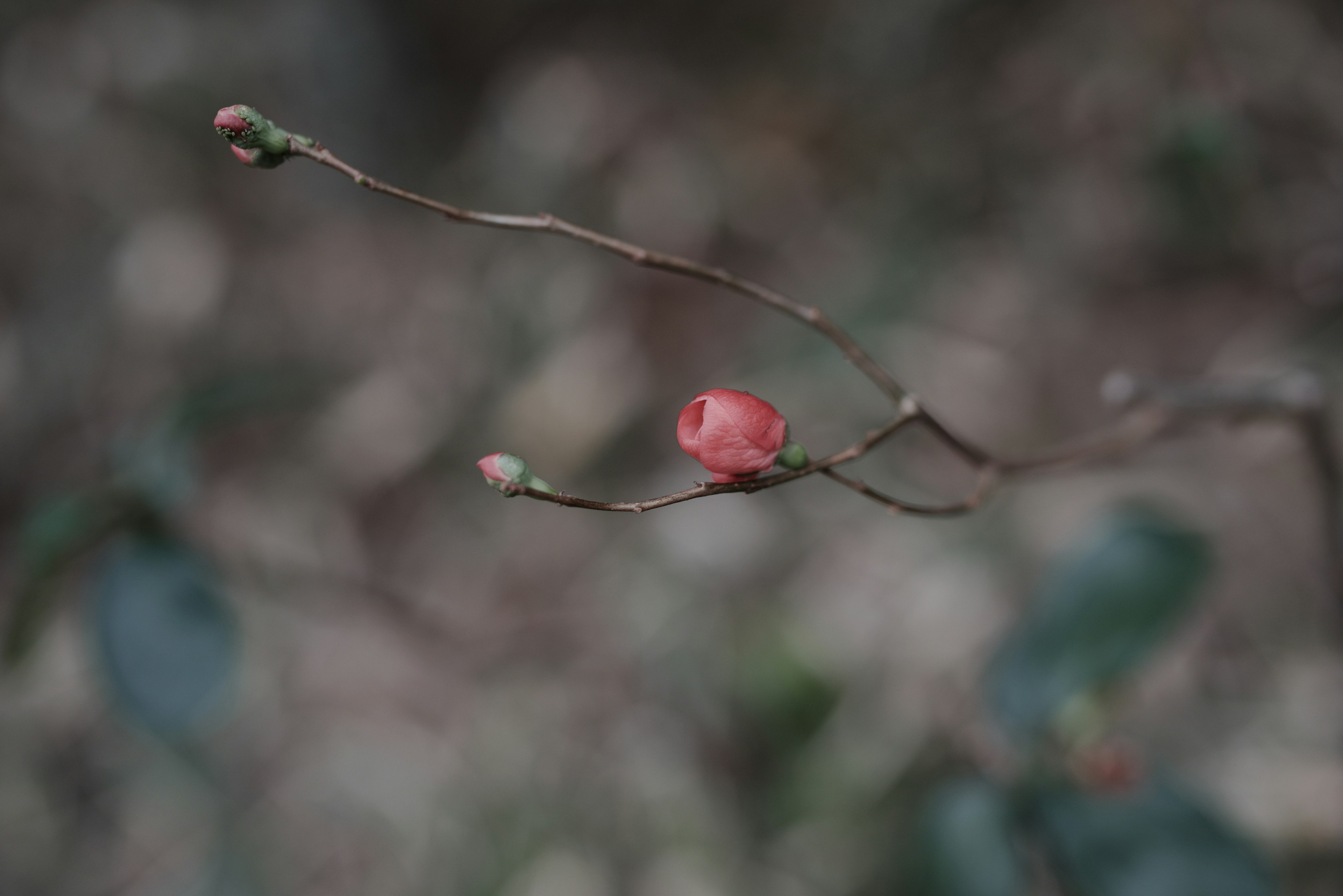 細い枝に赤い蕾と果実がついている植物のクローズアップ