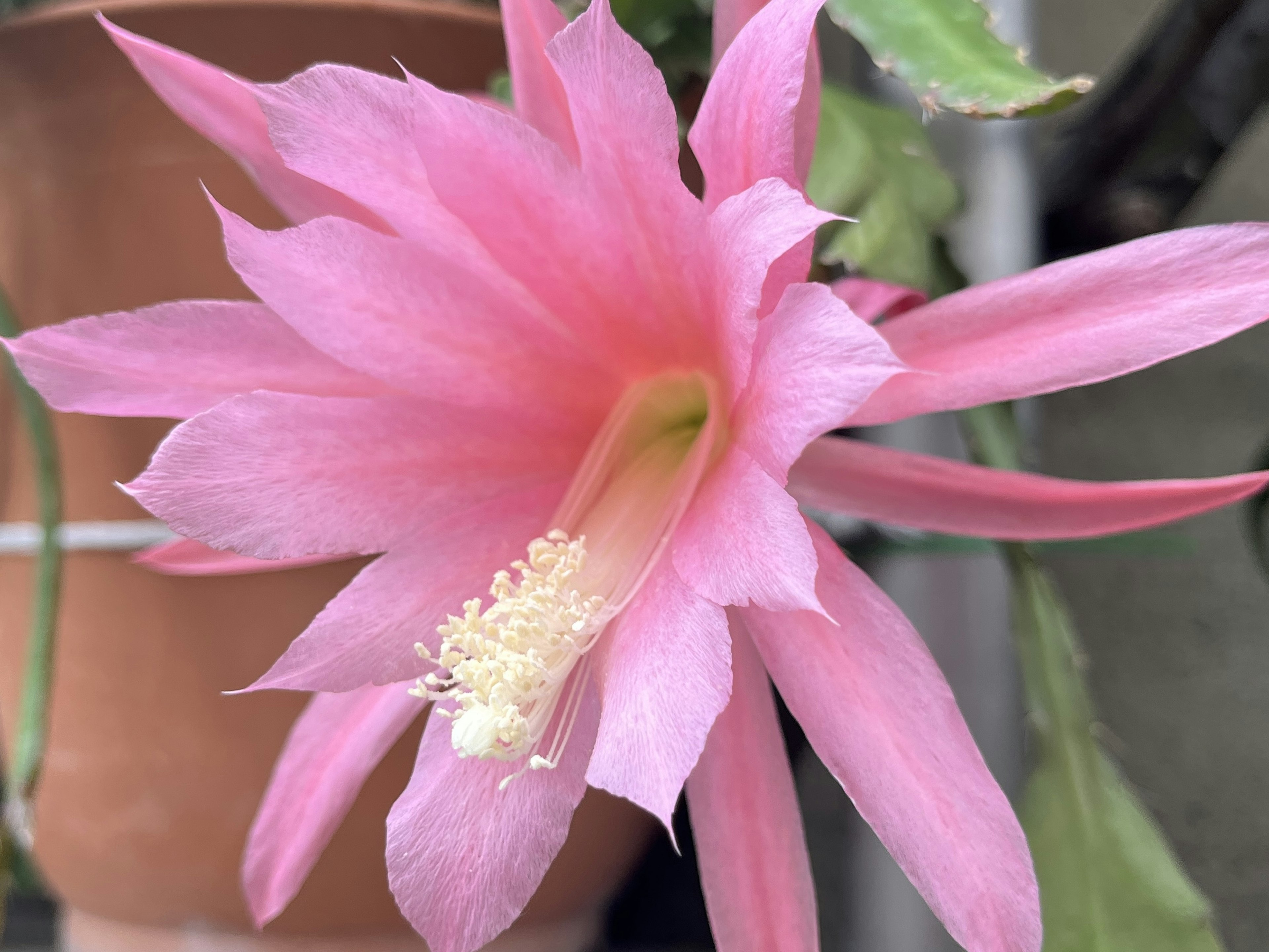 鮮やかなピンクの花が咲くサボテンの花