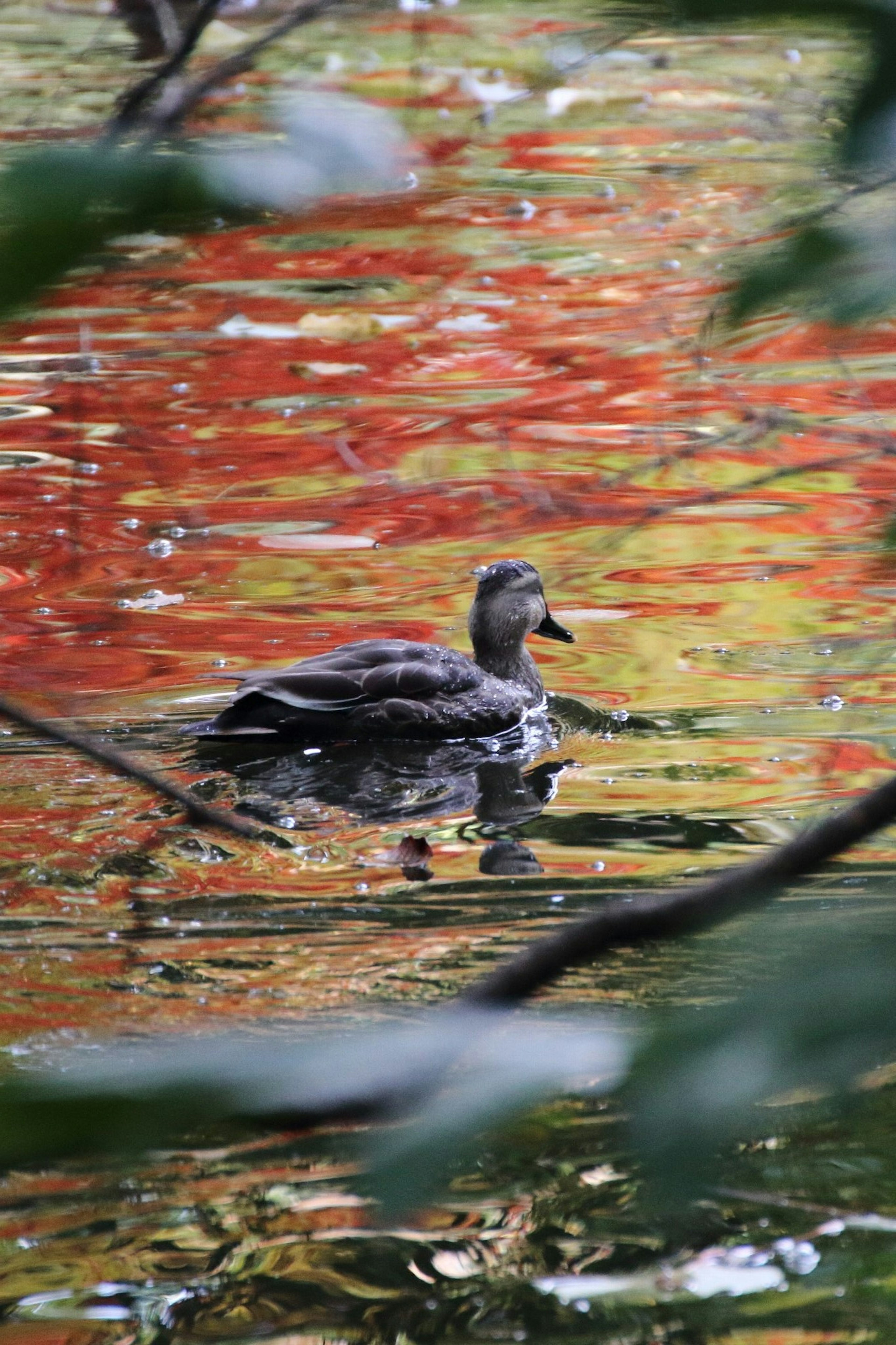 Duck floating on water with autumn leaves reflecting