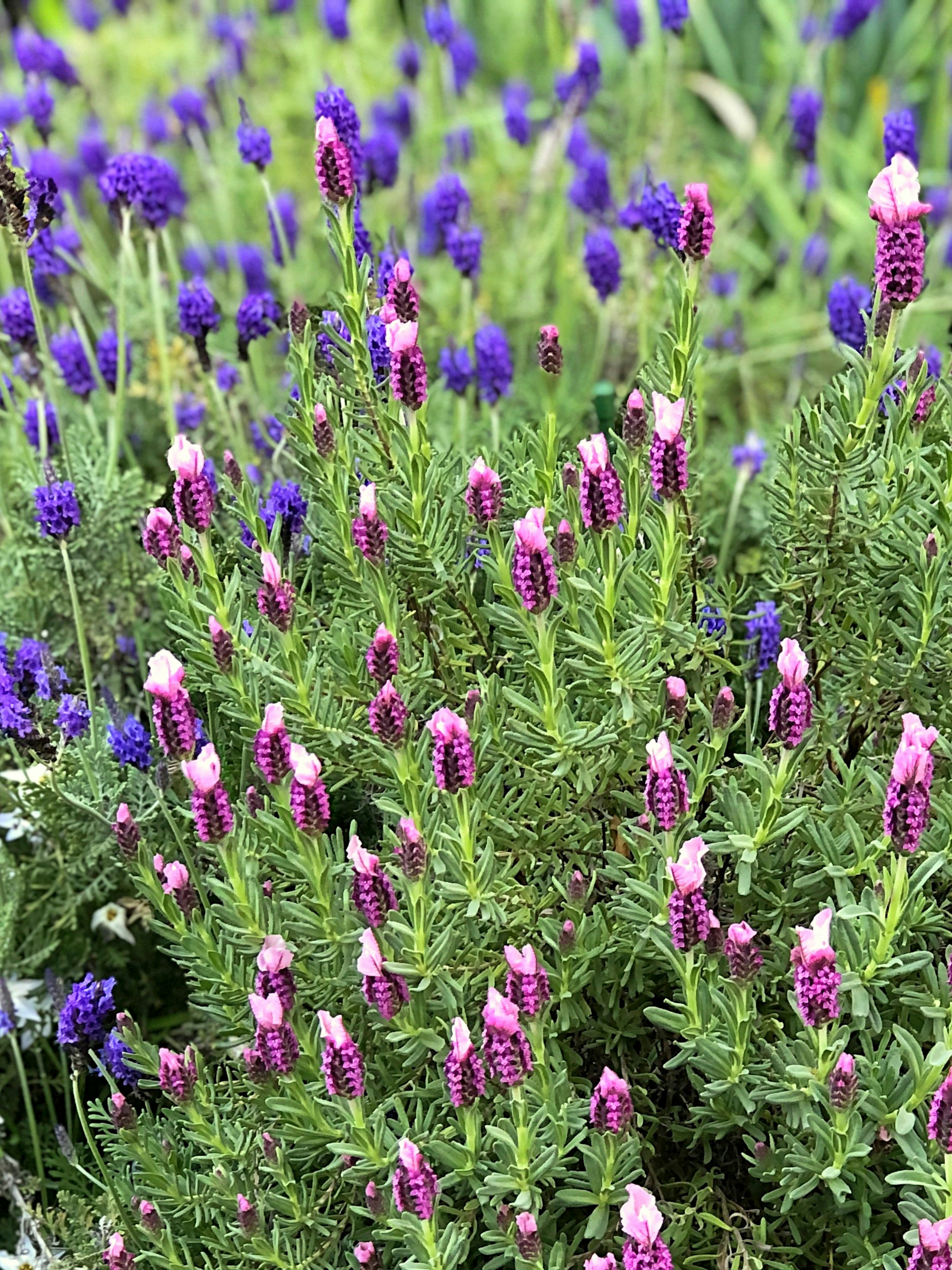 紫色とピンク色の花が咲いている緑の植物の群れ