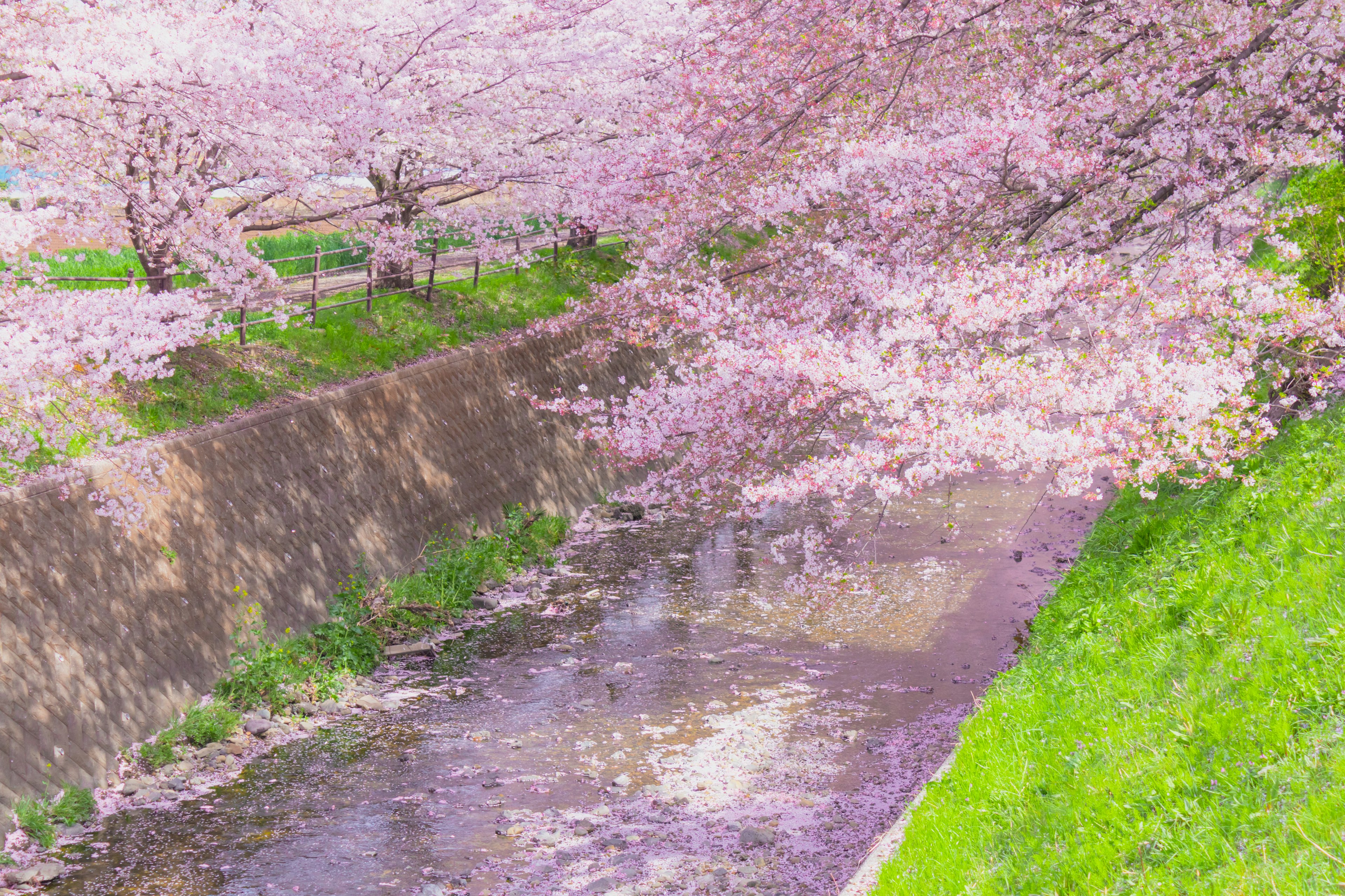 桜の木が咲いている川沿いの風景