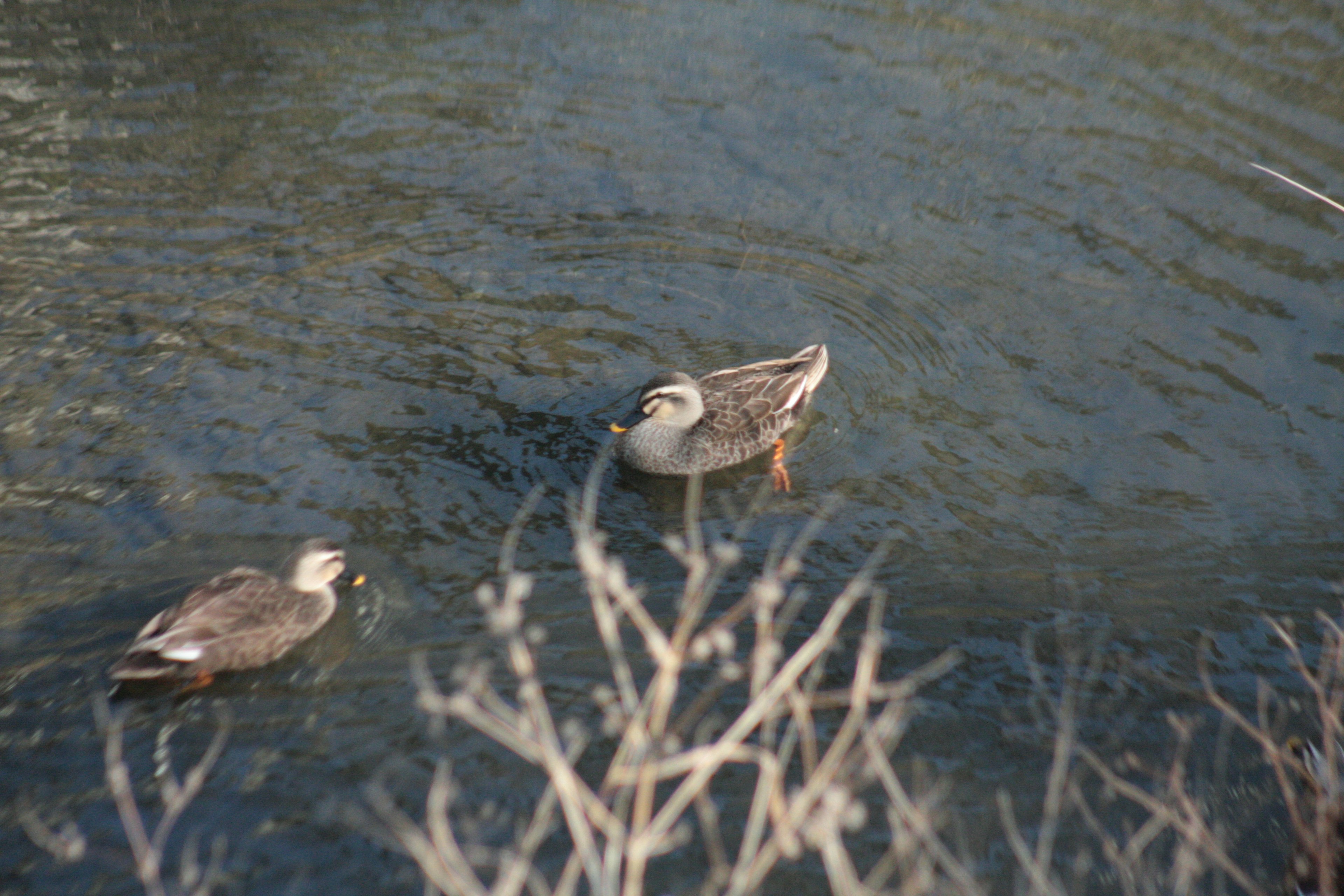 Dos patos nadando en el agua con hierba seca en primer plano