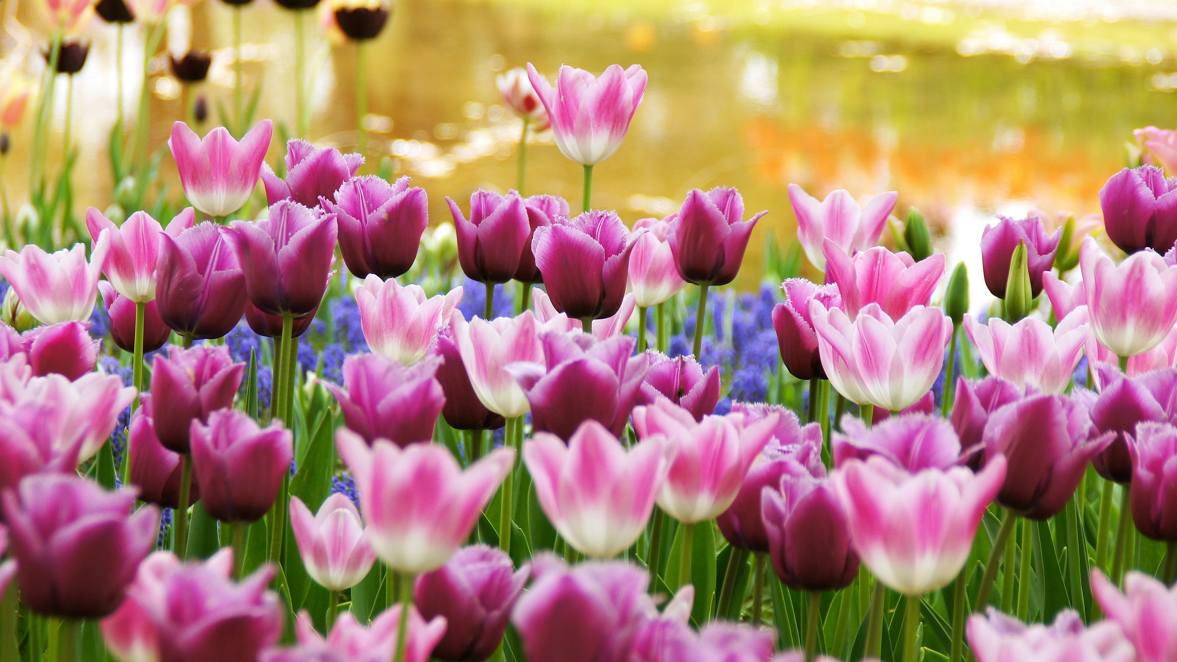 Lebendige Tulpenblüten in Rosa- und Violetttönen