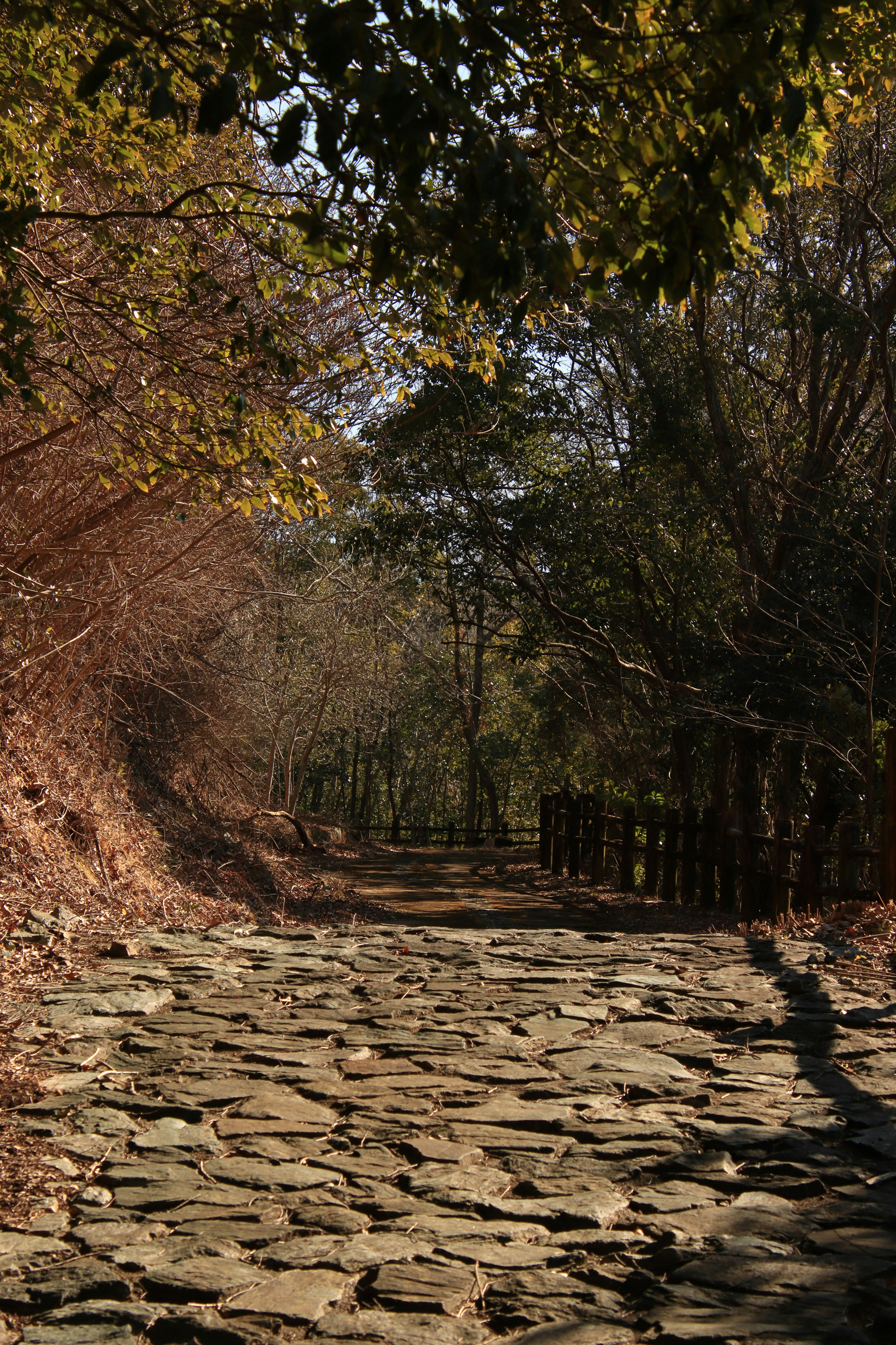 A stone-paved path surrounded by lush greenery and trees