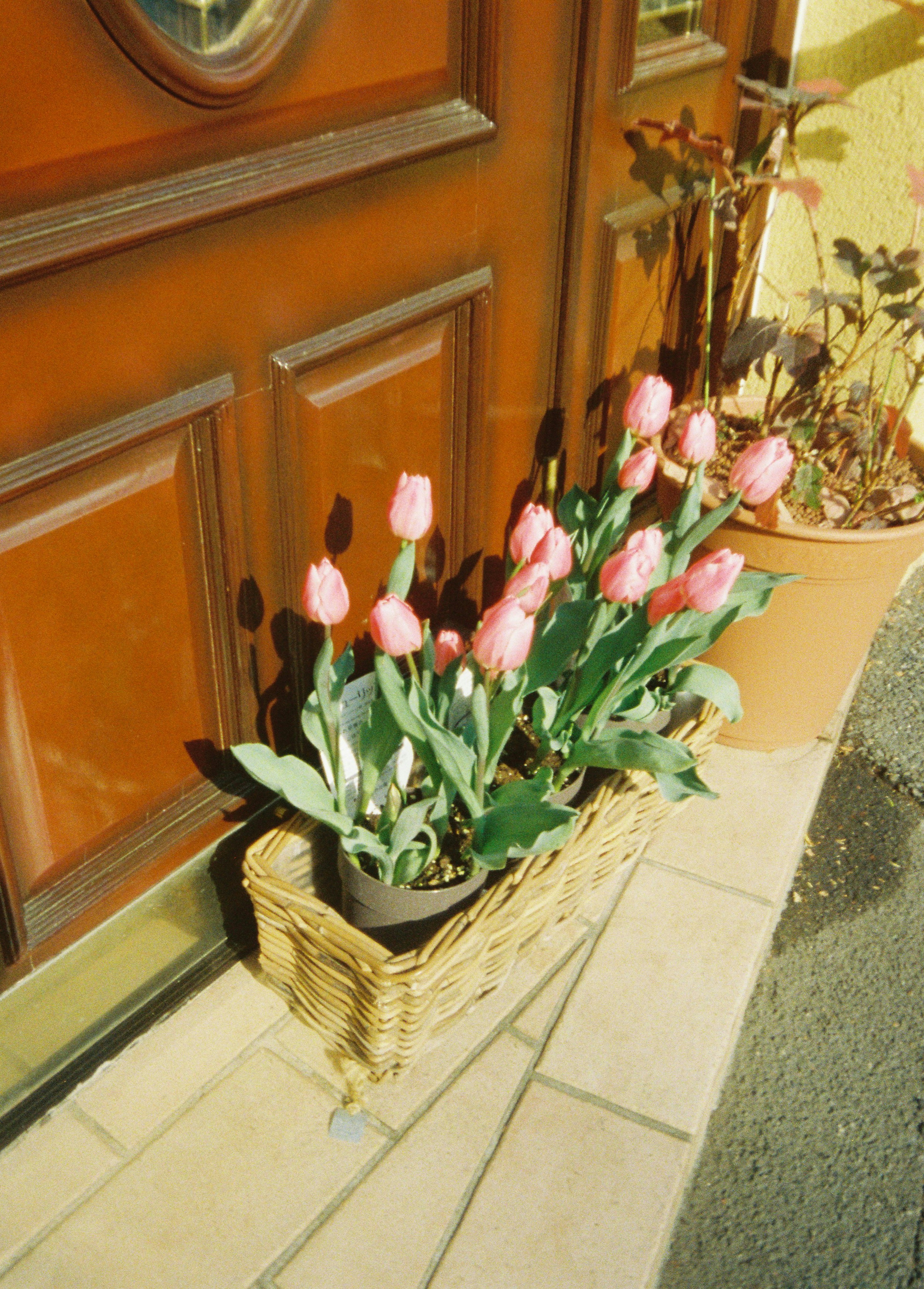 Tulip pink yang mekar dalam keranjang di depan pintu masuk