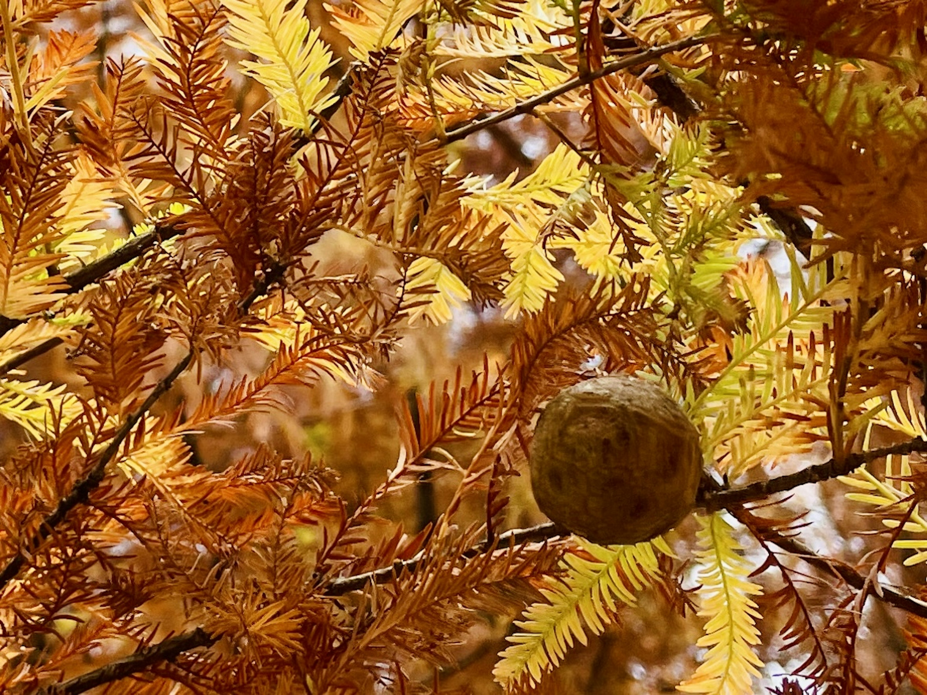 Äste mit herbstlich gefärbtem Laub und einer runden Frucht