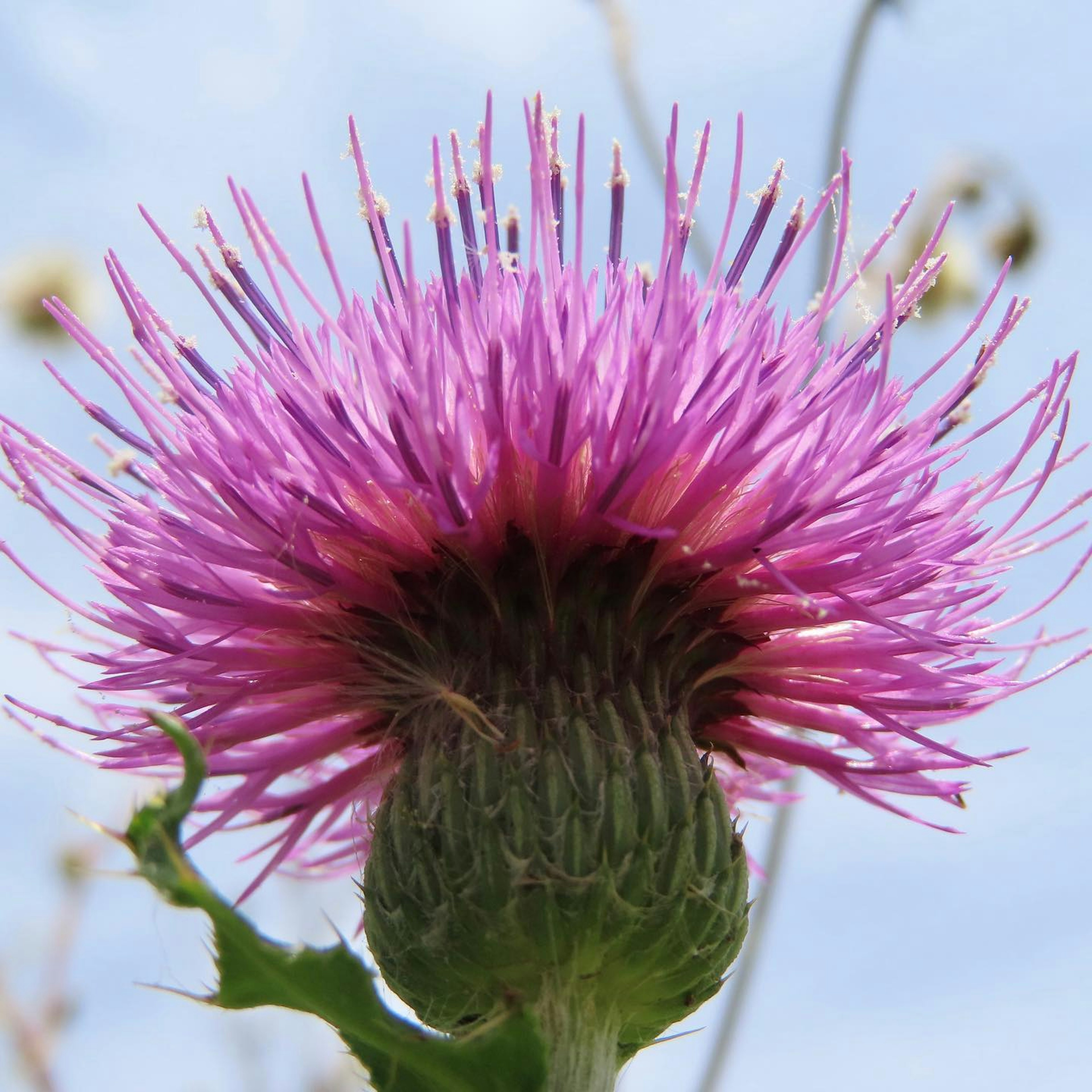 Close-up of a beautiful purple thistle flower against a blue sky