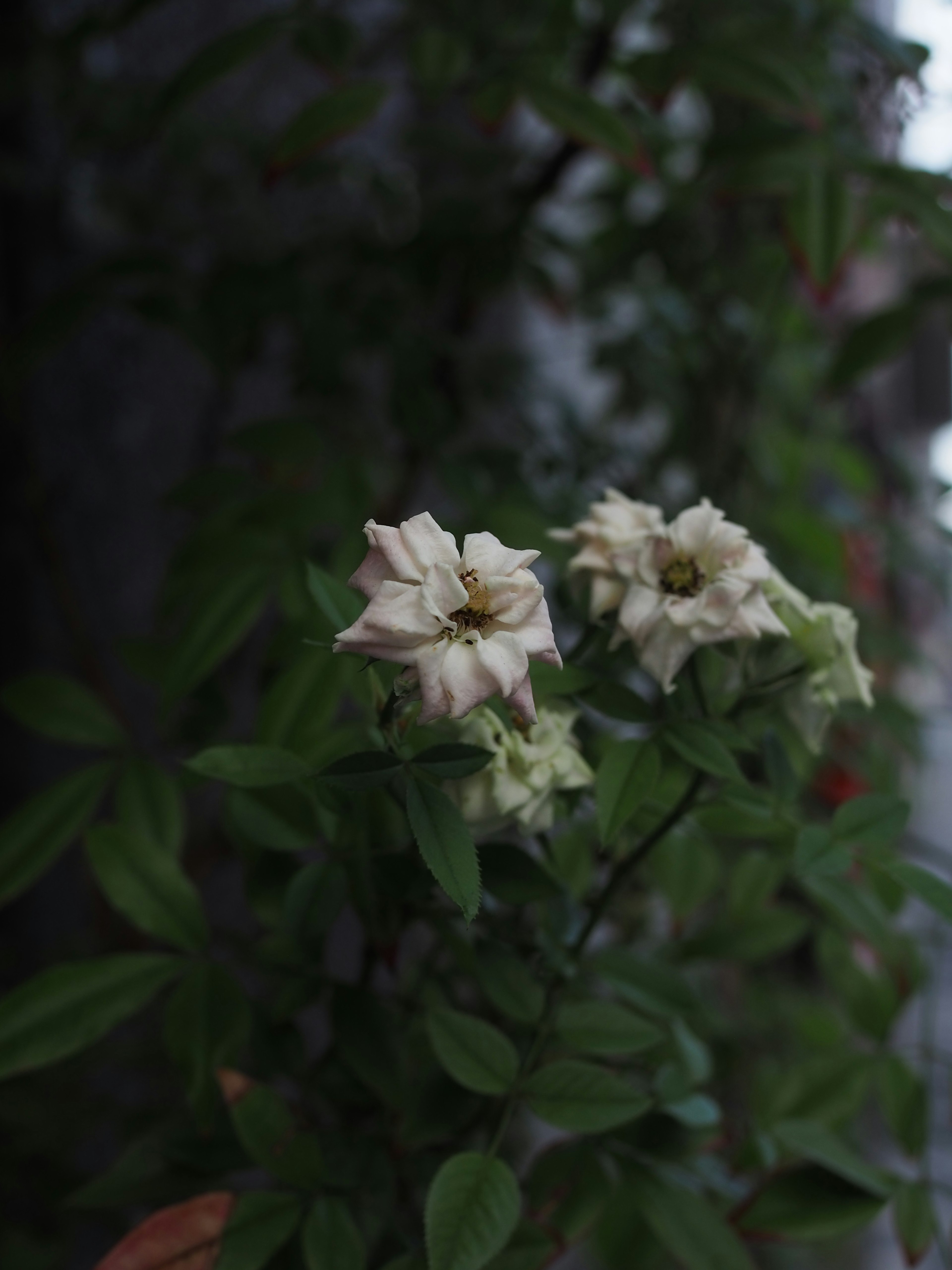 白い花と緑の葉がある植物のクローズアップ