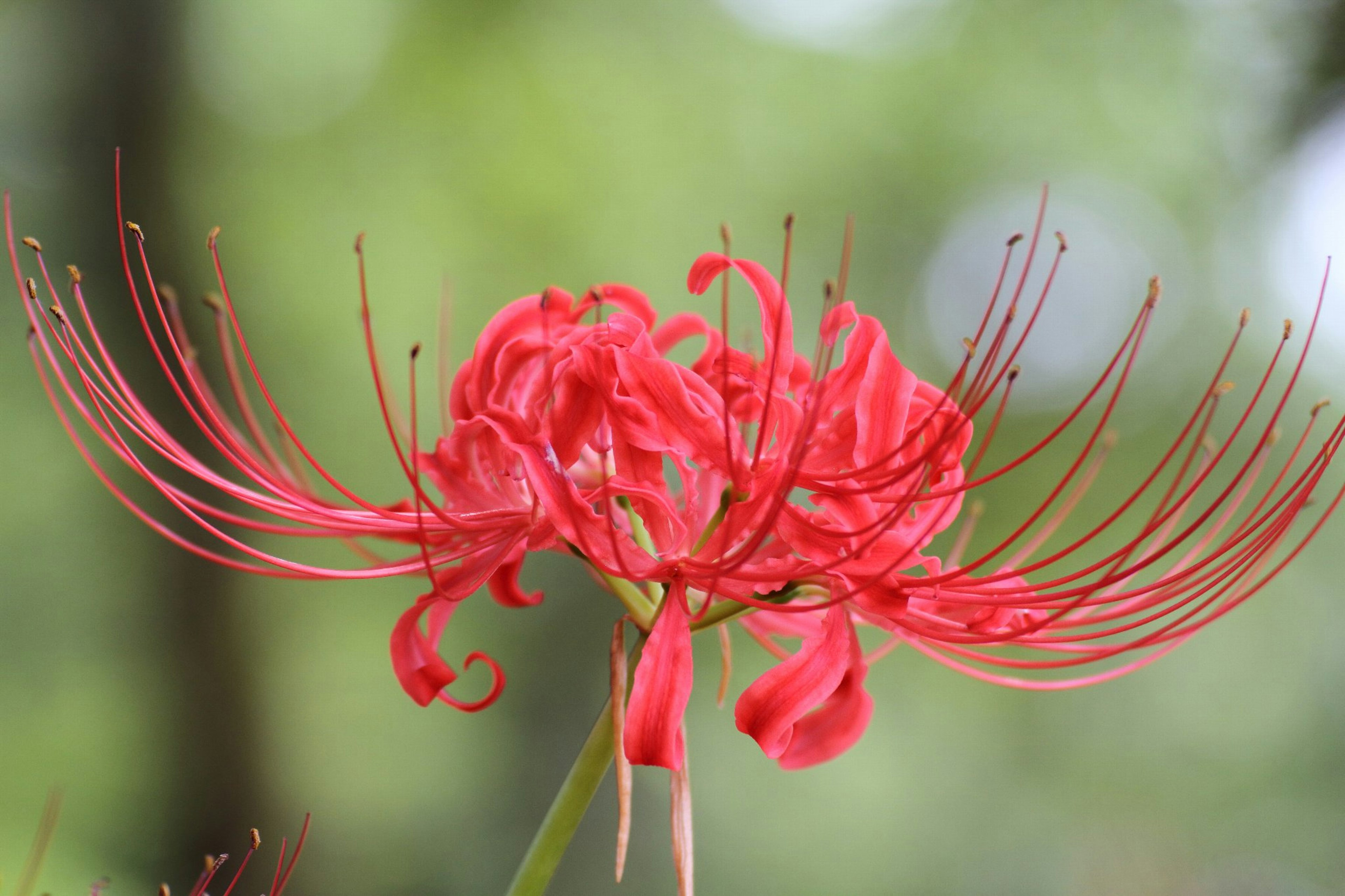 ดอกไม้สีแดงสดบานอยู่บนพื้นหลังสีเขียว