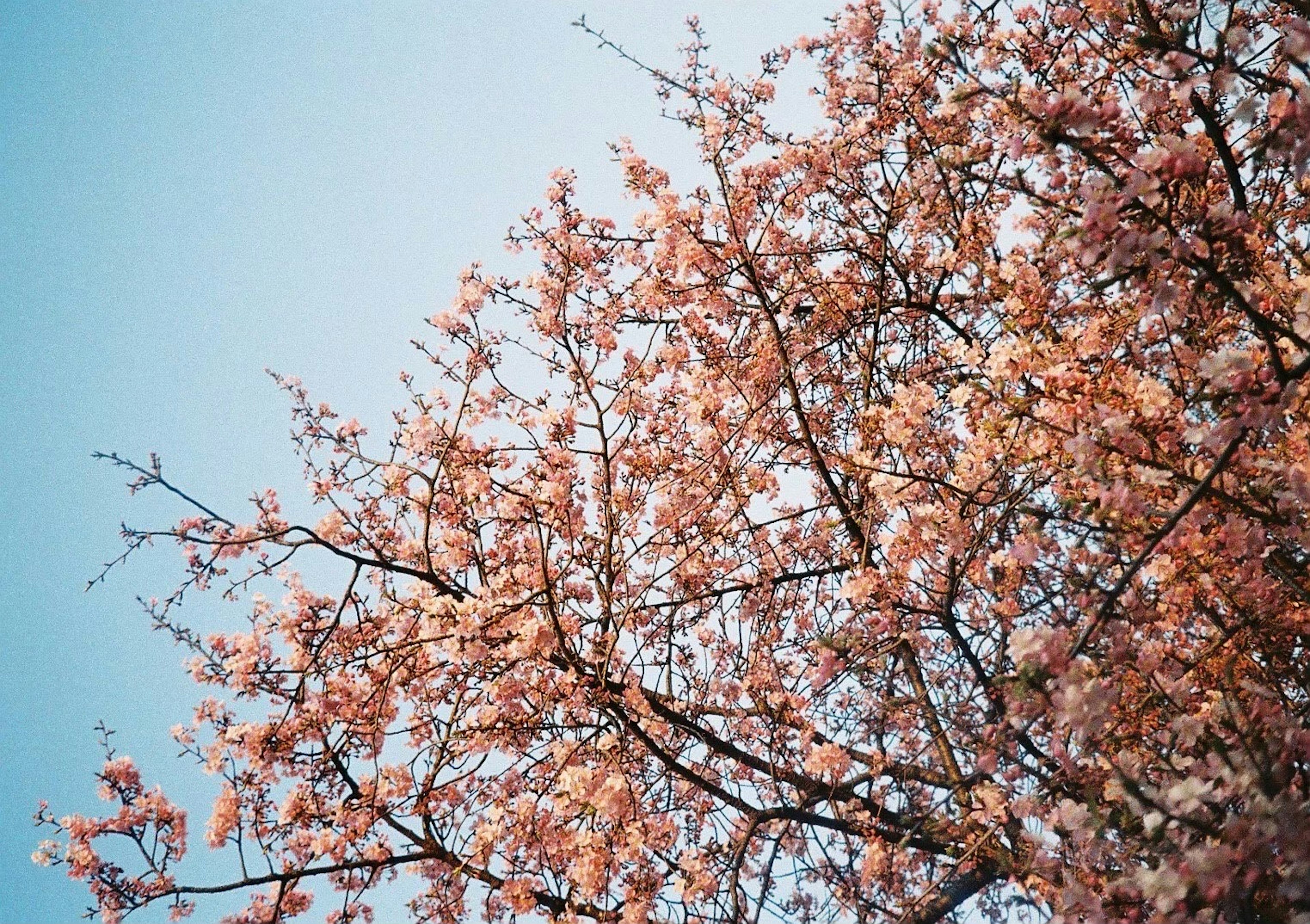 Cabang pohon sakura dengan bunga merah muda di latar belakang langit biru