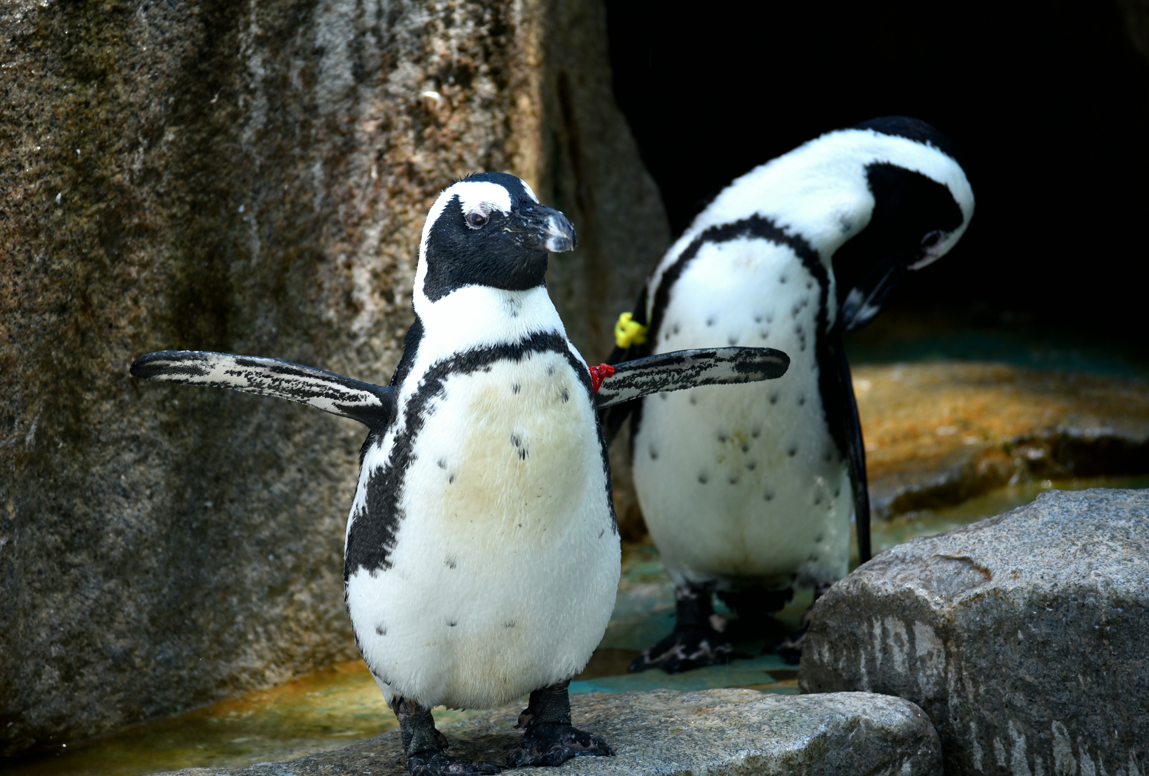 Dua penguin Afrika berdiri di tepi air