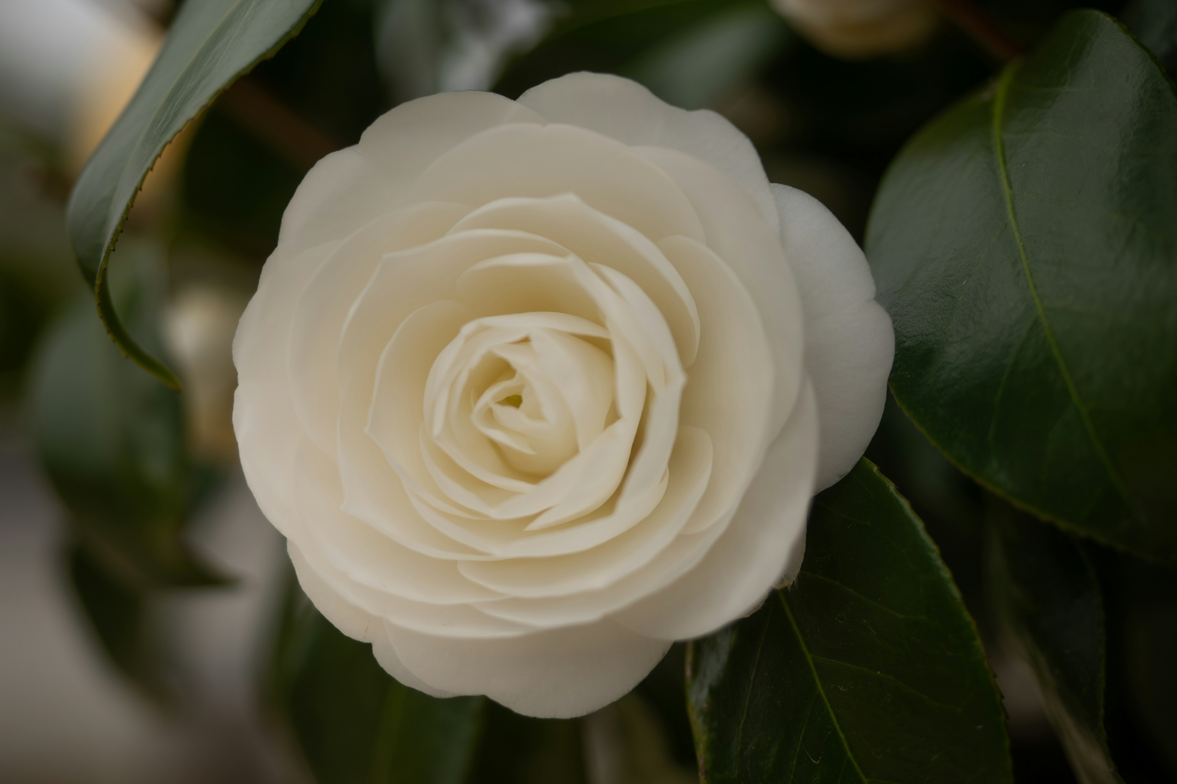 Close-up of a beautiful white camellia flower with green leaves