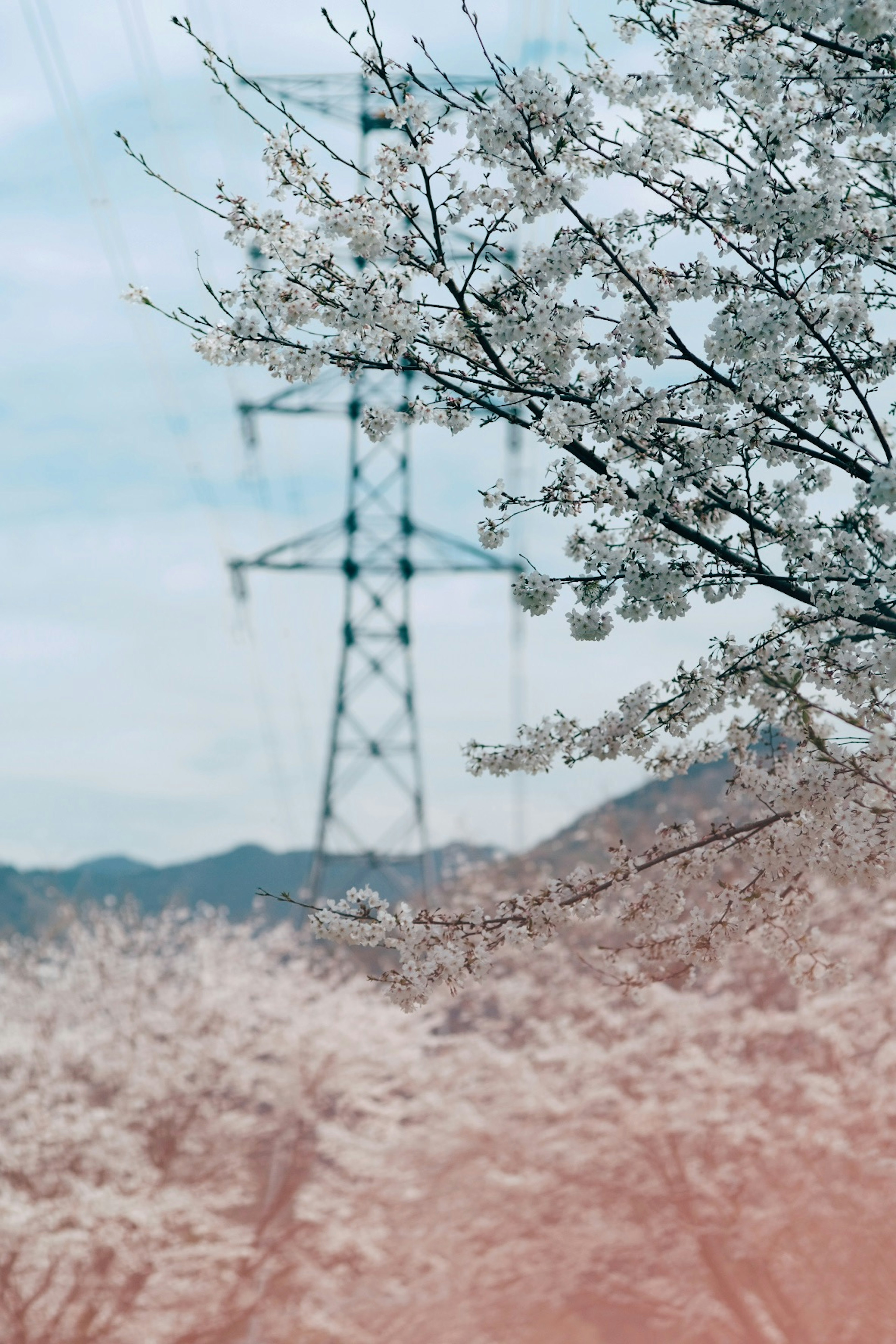 Flores de cerezo con una torre eléctrica al fondo