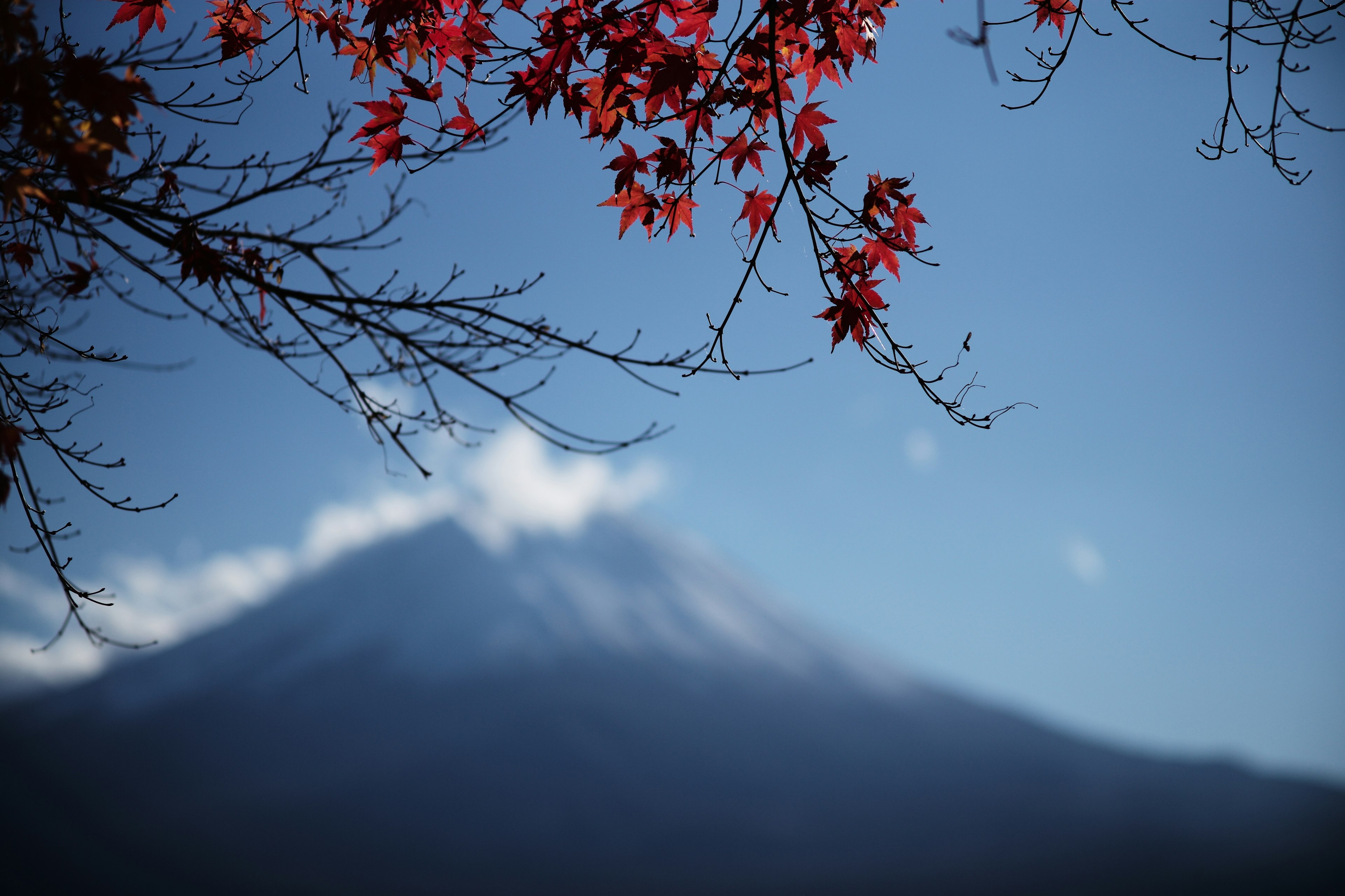 赤い葉と富士山のぼんやりした背景の風景