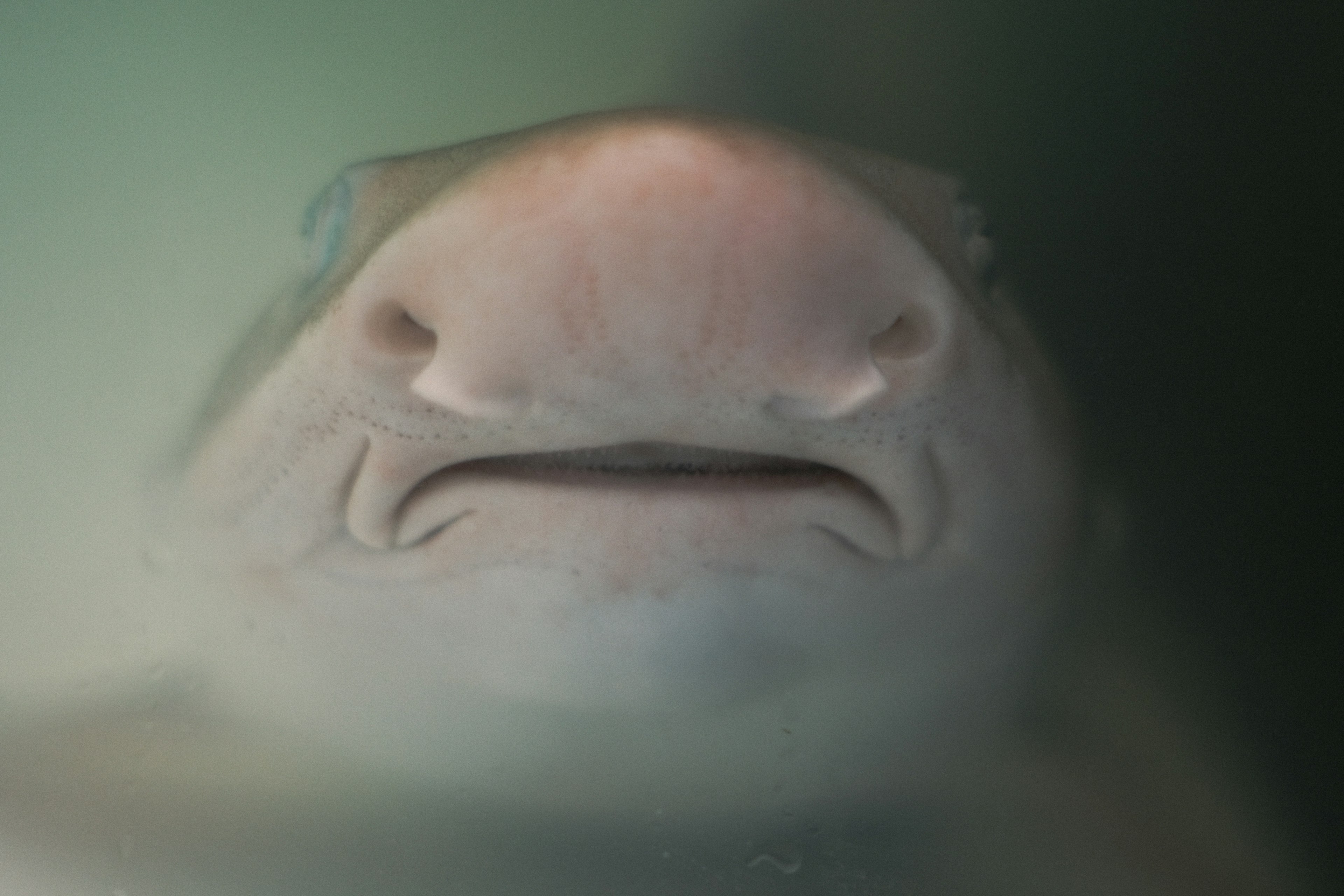 Nahaufnahme eines Fisches mit flachem Mund und Nase, der aus dem Wasser auftaucht