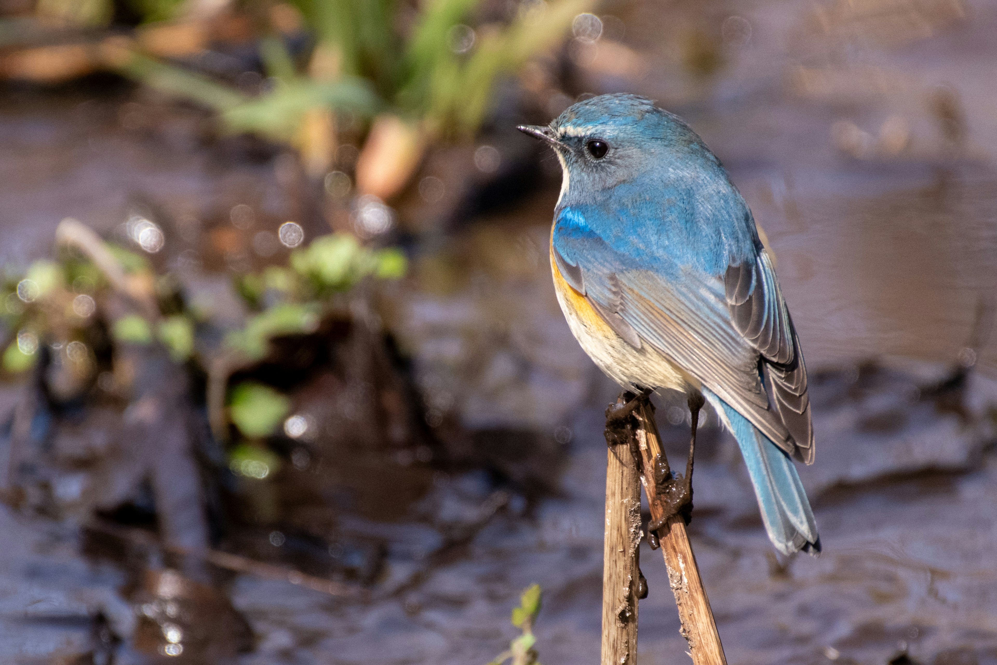 Ein kleiner Vogel mit blauen Federn, der nahe Wasser sitzt