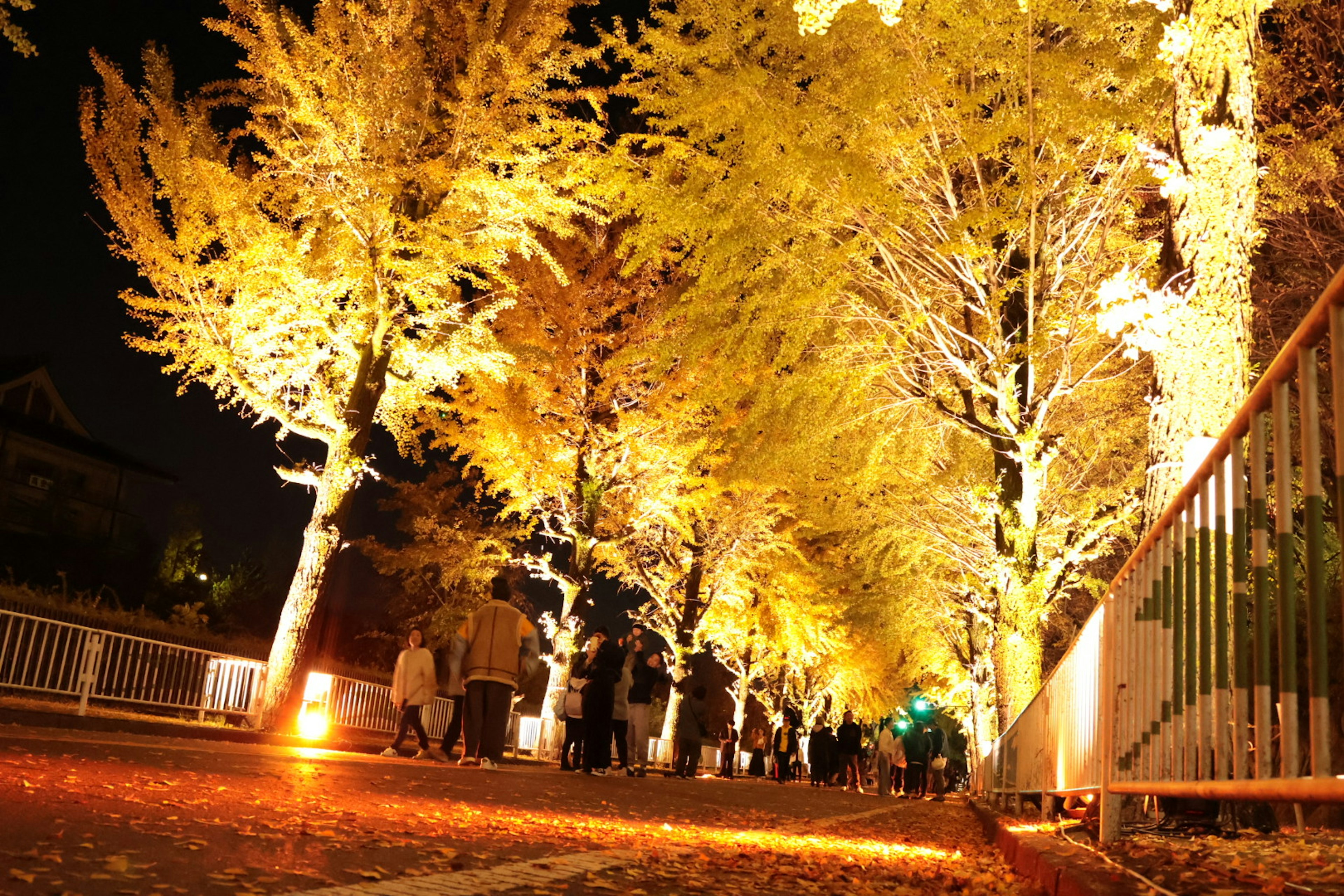 Illuminated ginkgo trees lining a night street with fallen leaves