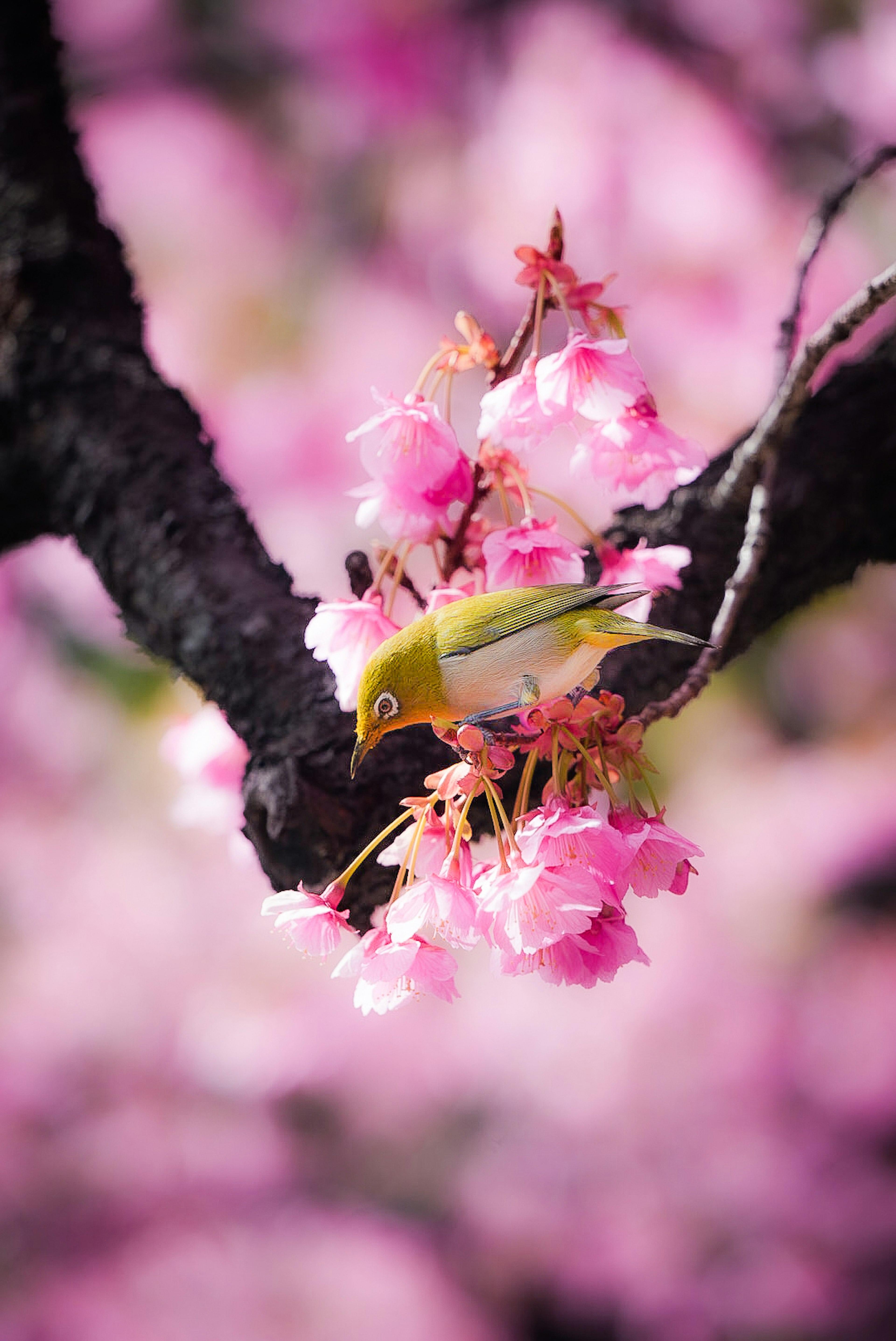 A small bird feeding on cherry blossoms with a blurred pink background