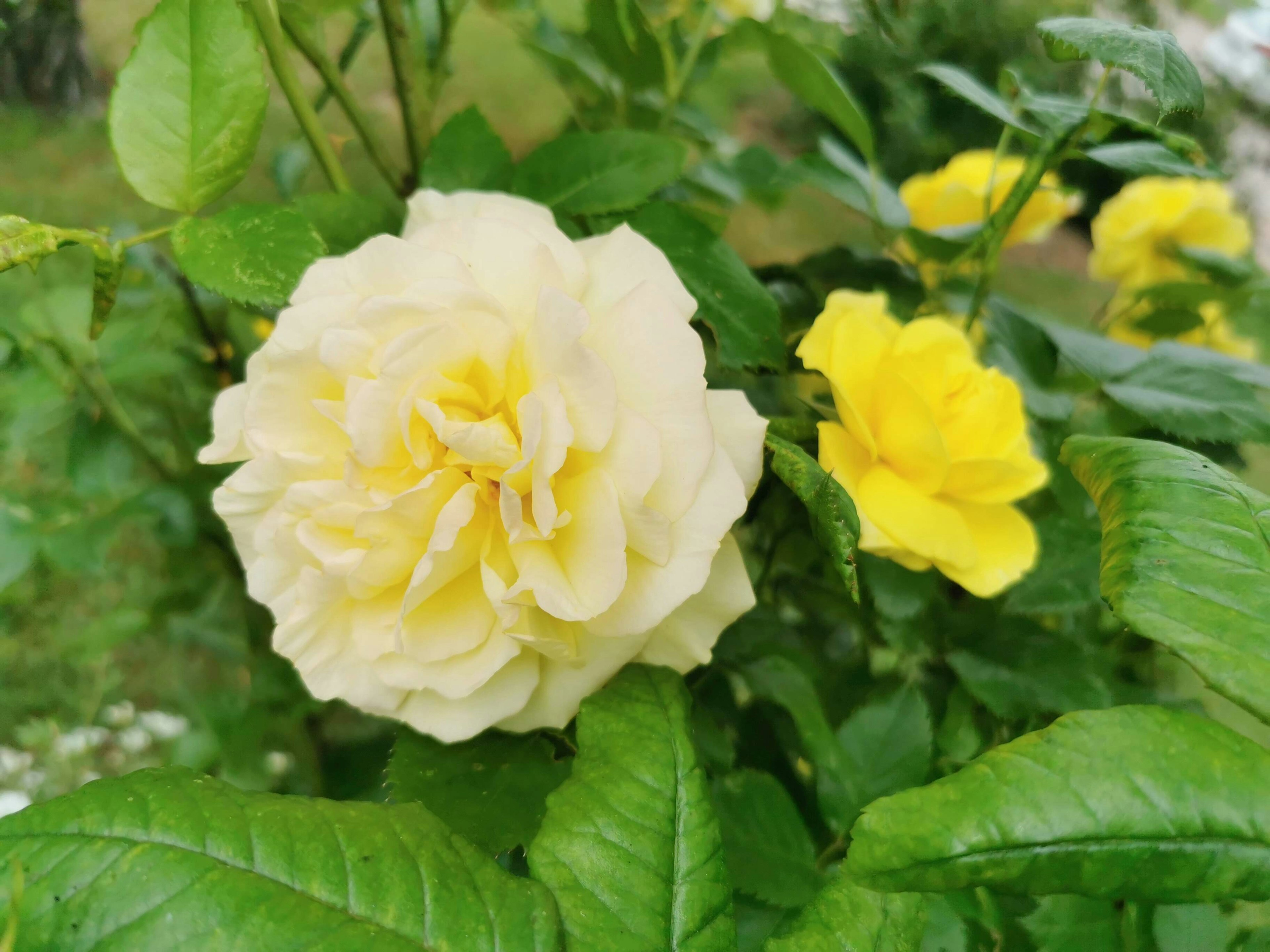 Une rose blanche et une rose jaune entourées de feuilles vertes