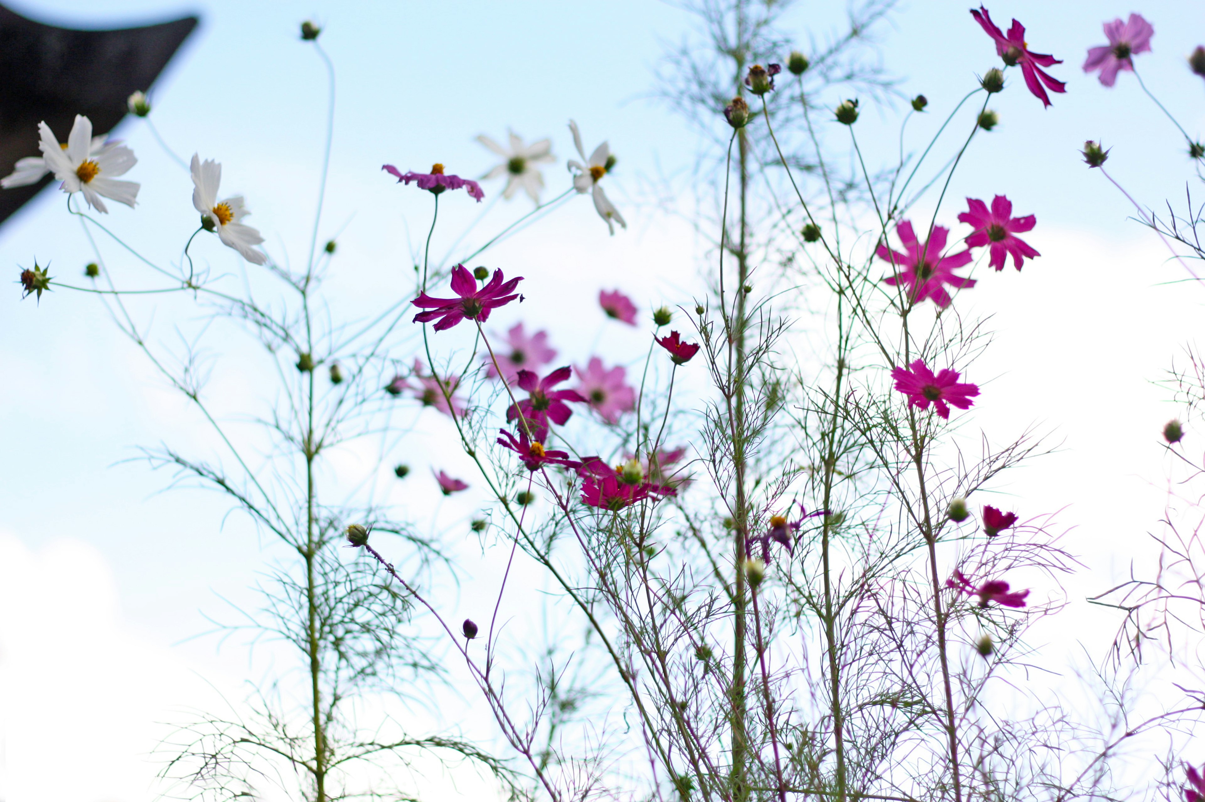 Una scena di fiori rosa e bianchi che sbocciano sotto un cielo blu