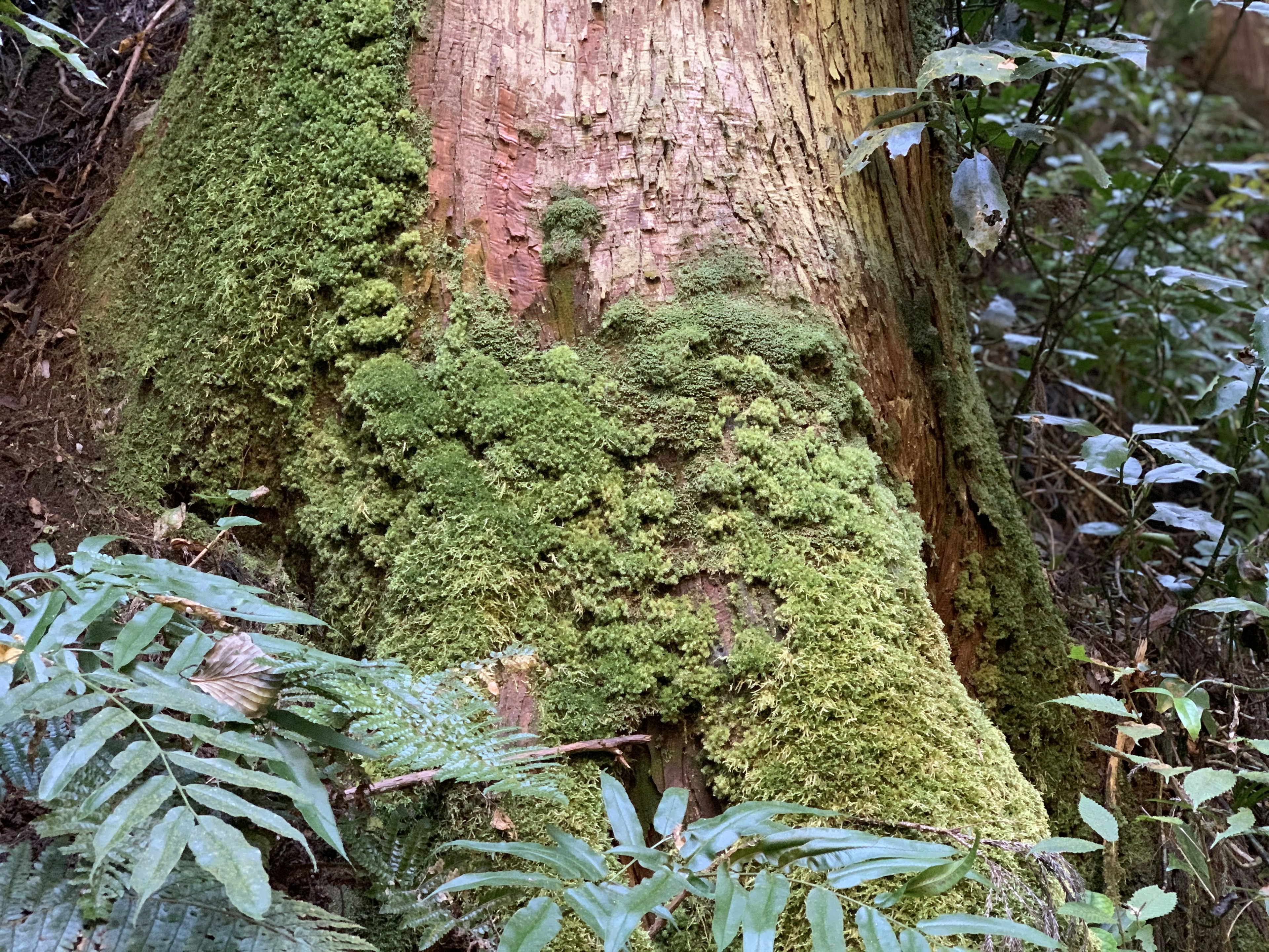 Detailed view of a large tree trunk covered in green moss