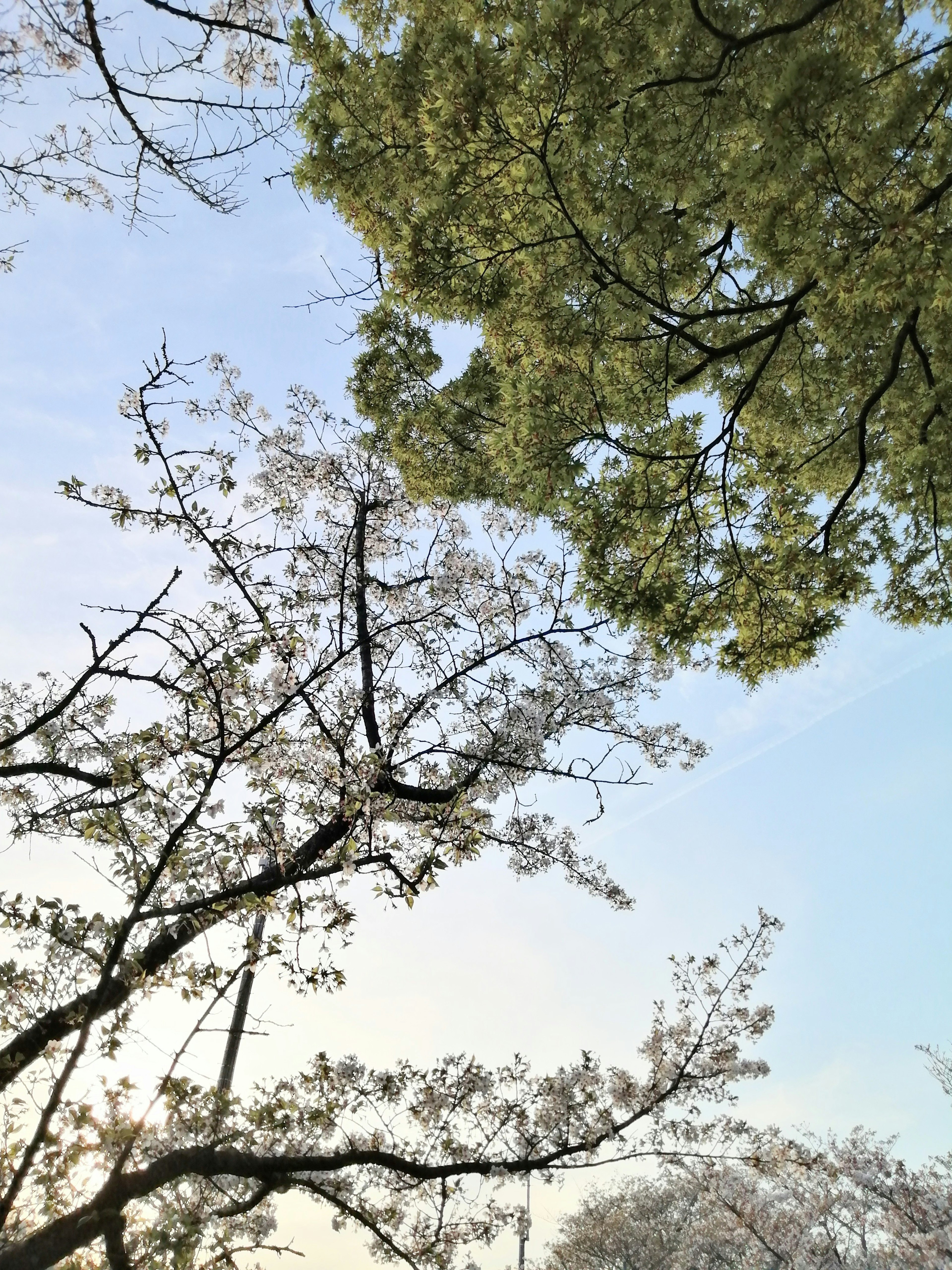 Flores de cerezo y hojas verdes bajo un cielo azul