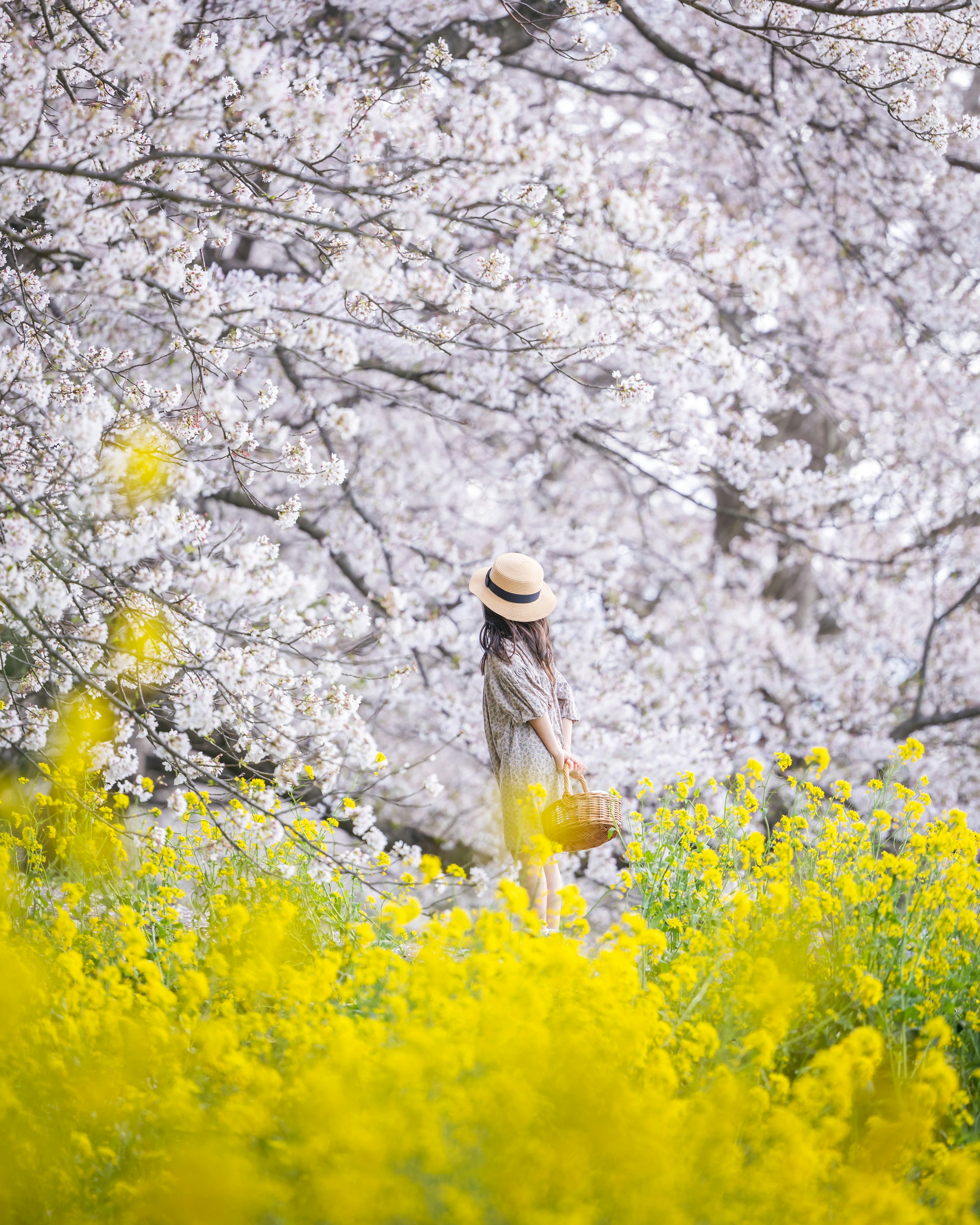 桜の木の前に立つ女性 黄色い花が咲いている