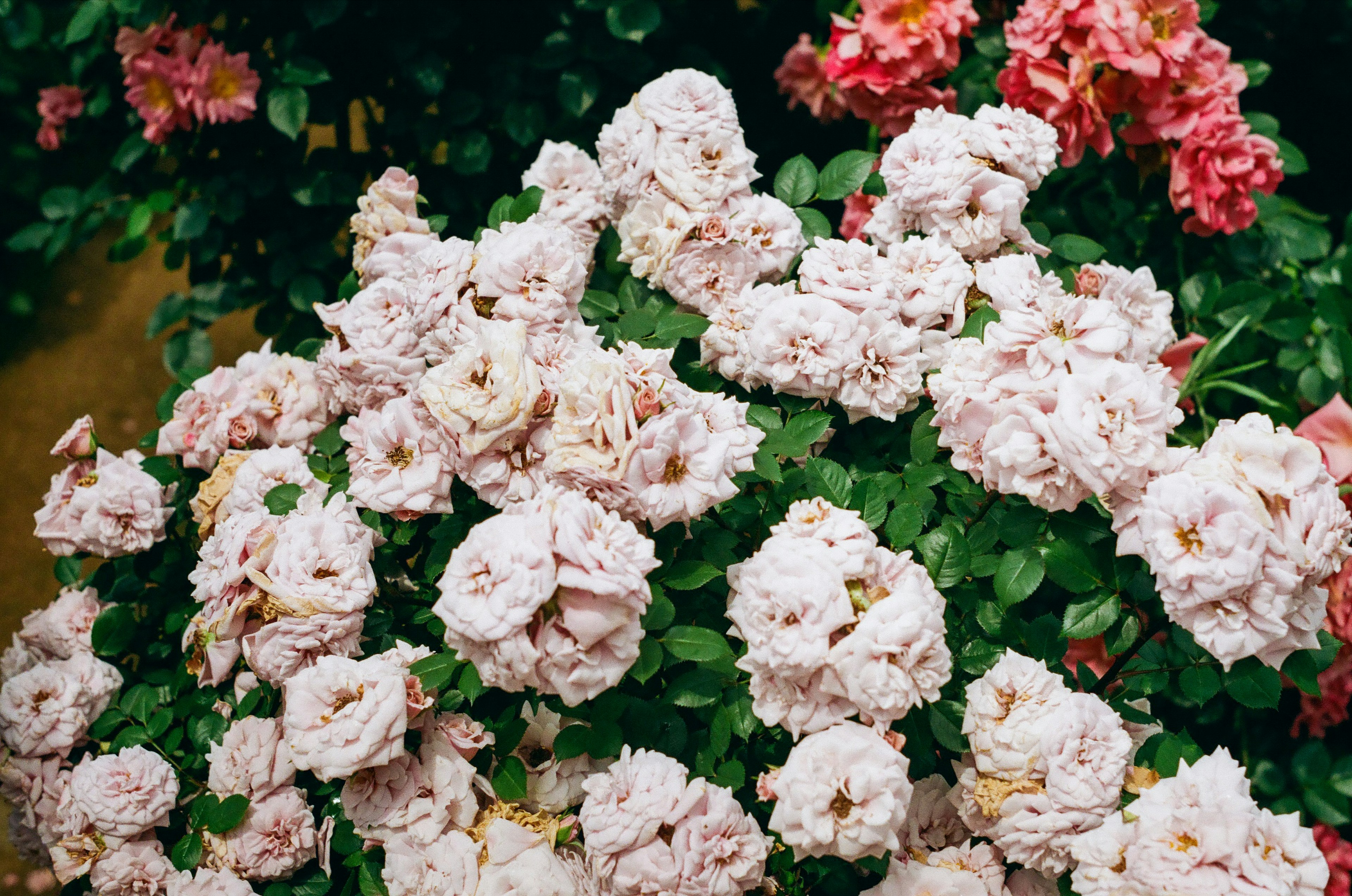 A beautiful garden filled with pink roses in full bloom